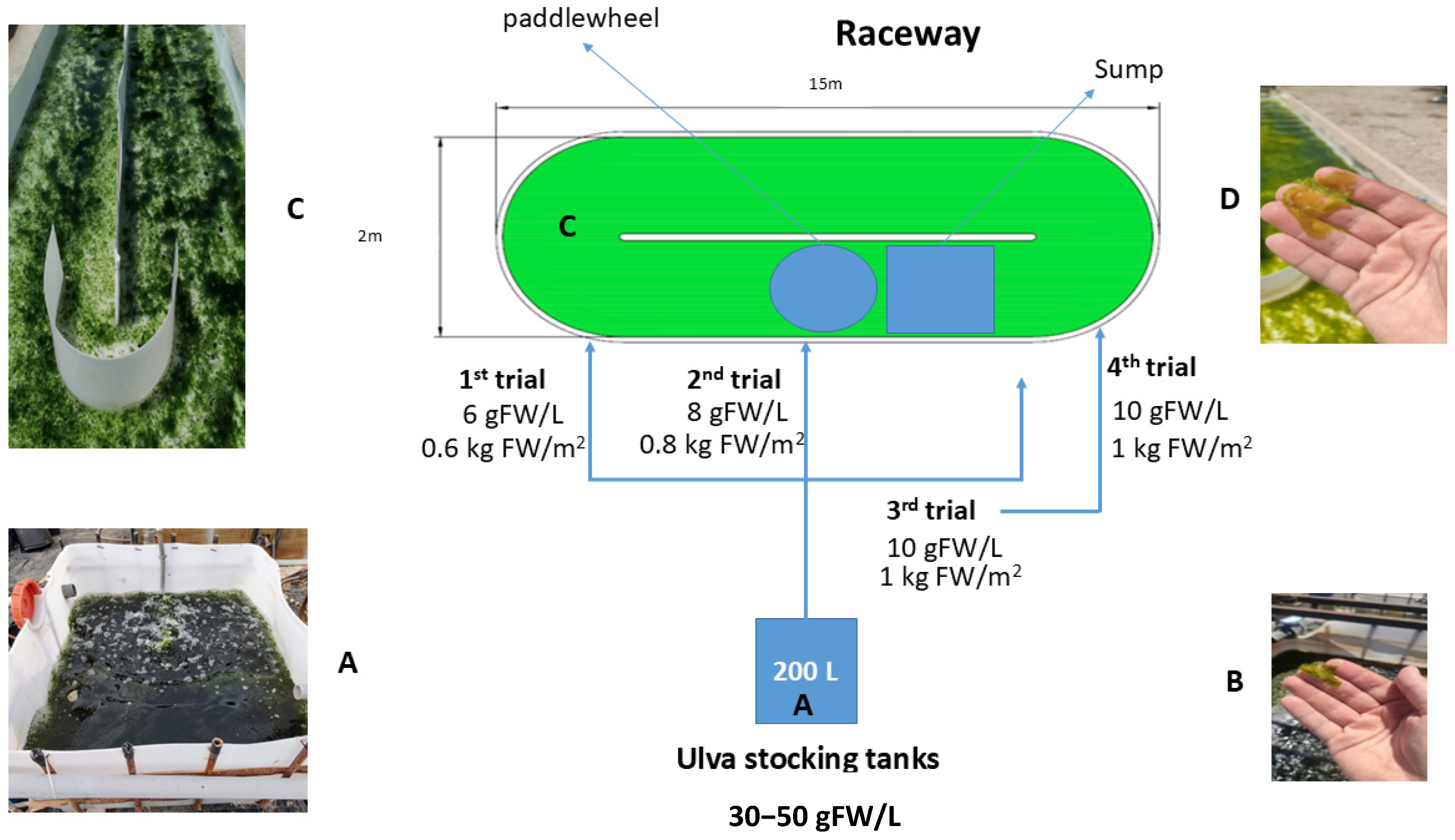 Plants 13 03038 g004