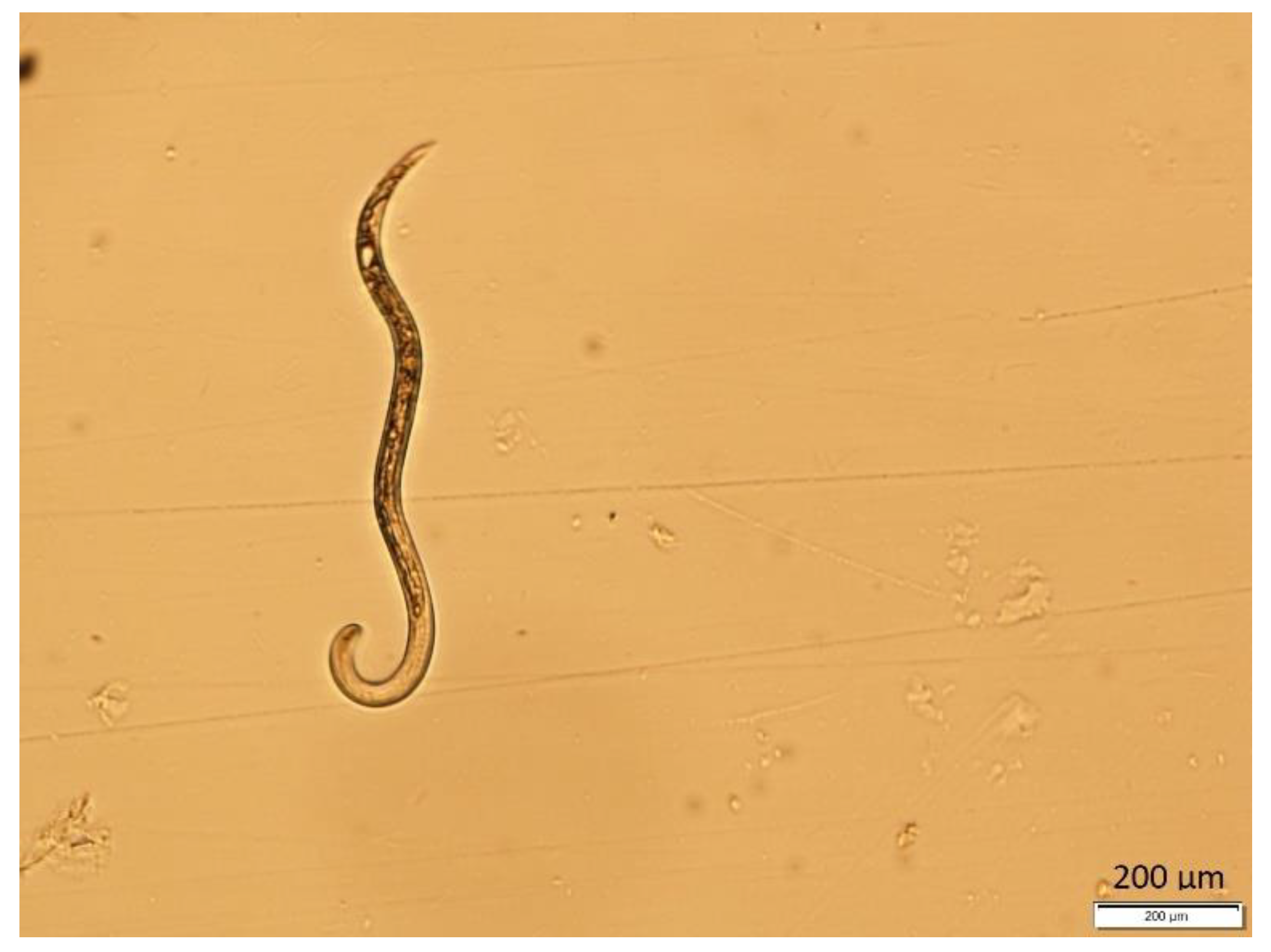 Plants 13 03041 g002