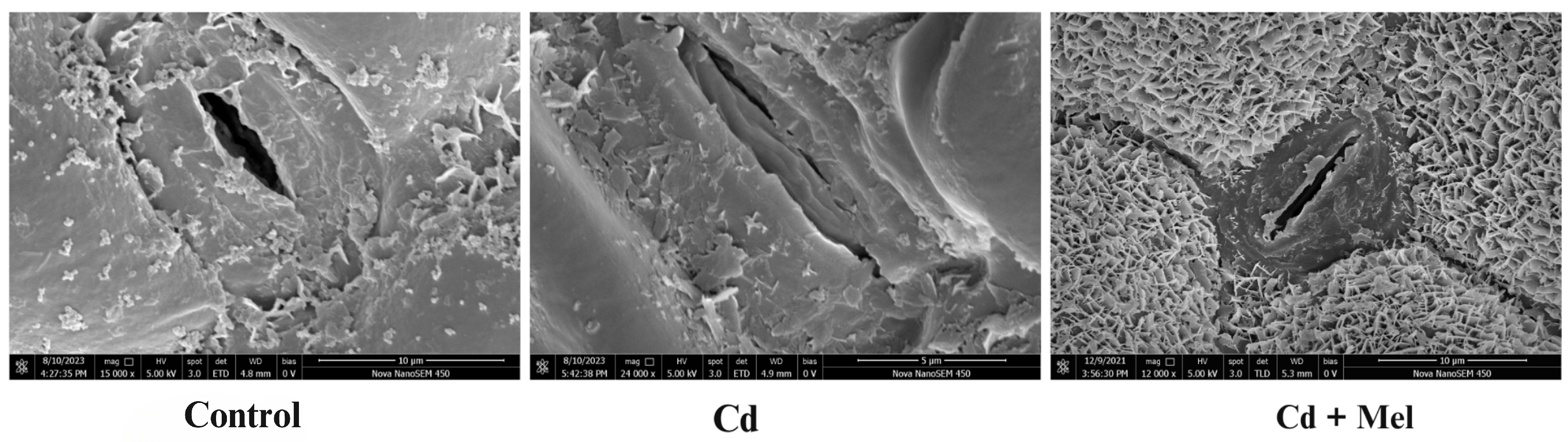 Plants 13 03049 g008