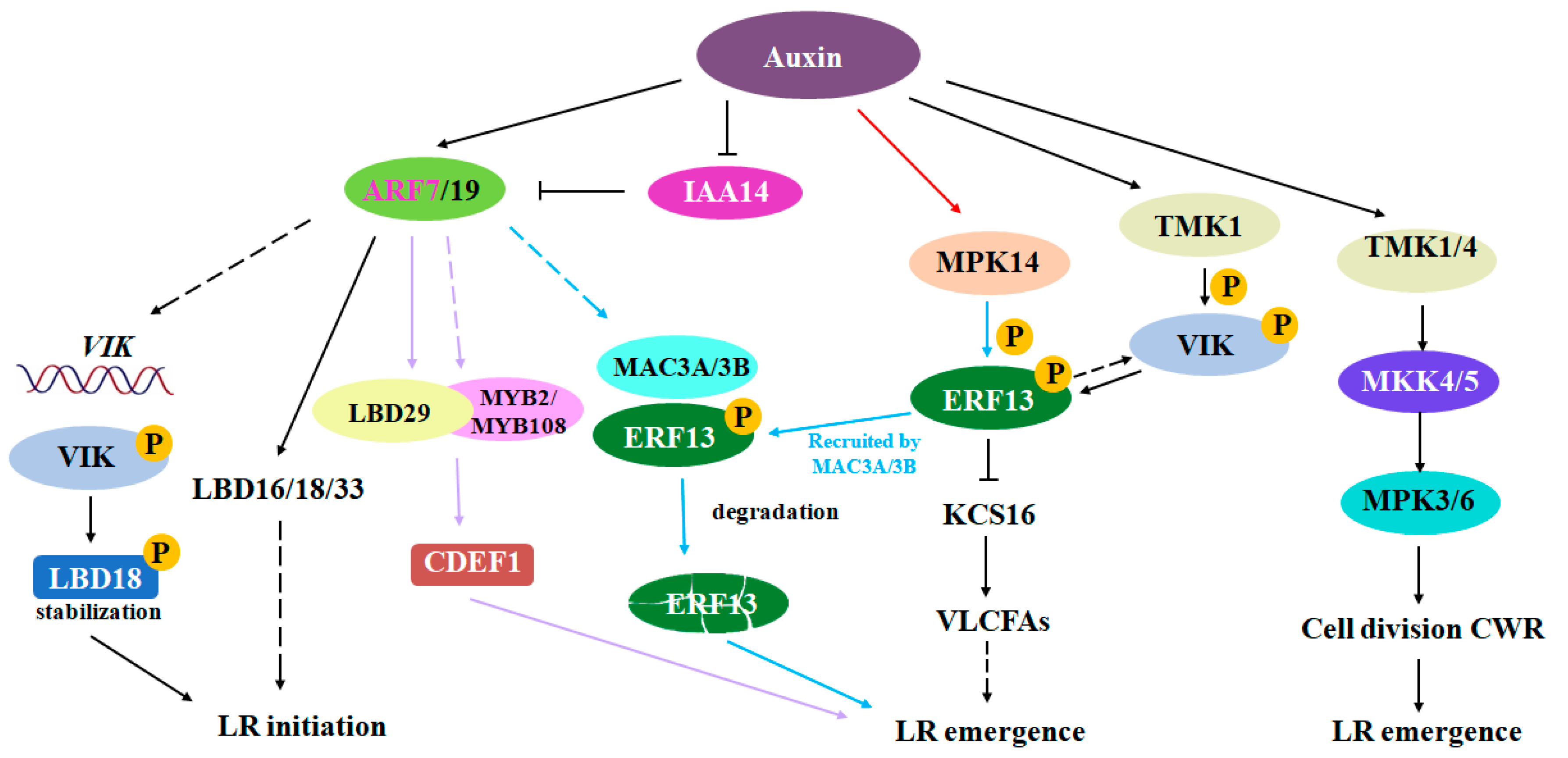Plants 13 03051 g002