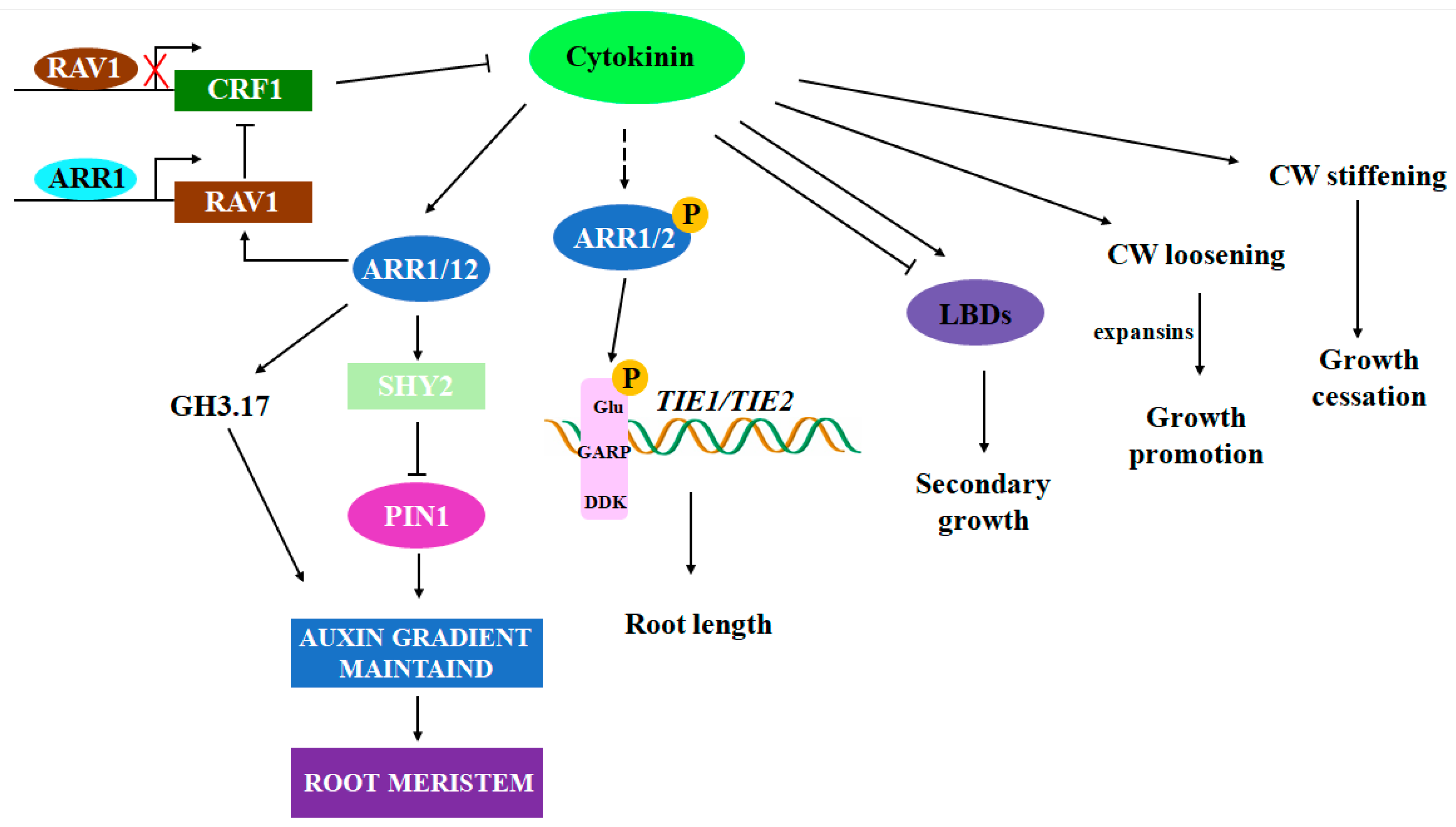 Plants 13 03051 g003