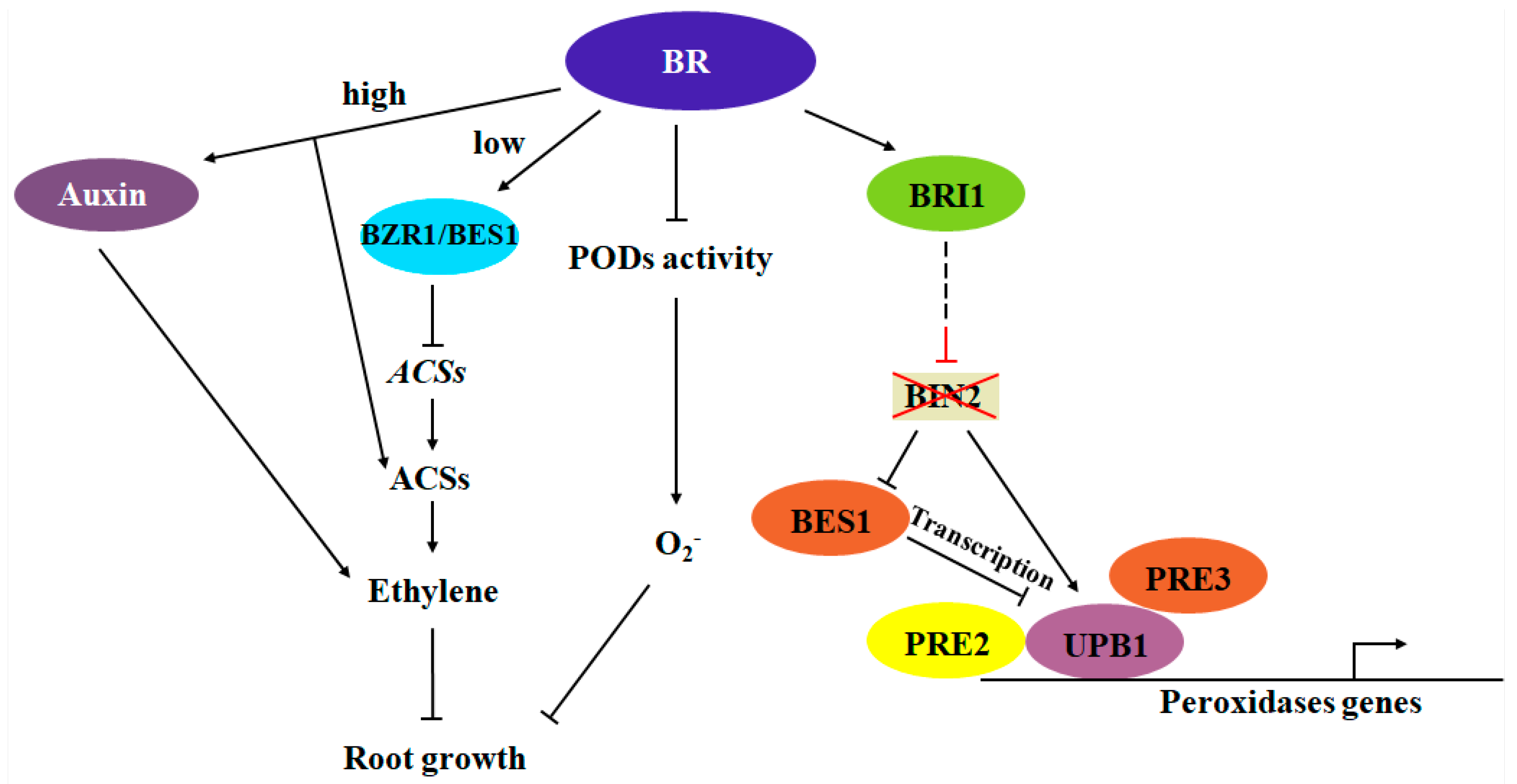 Plants 13 03051 g004