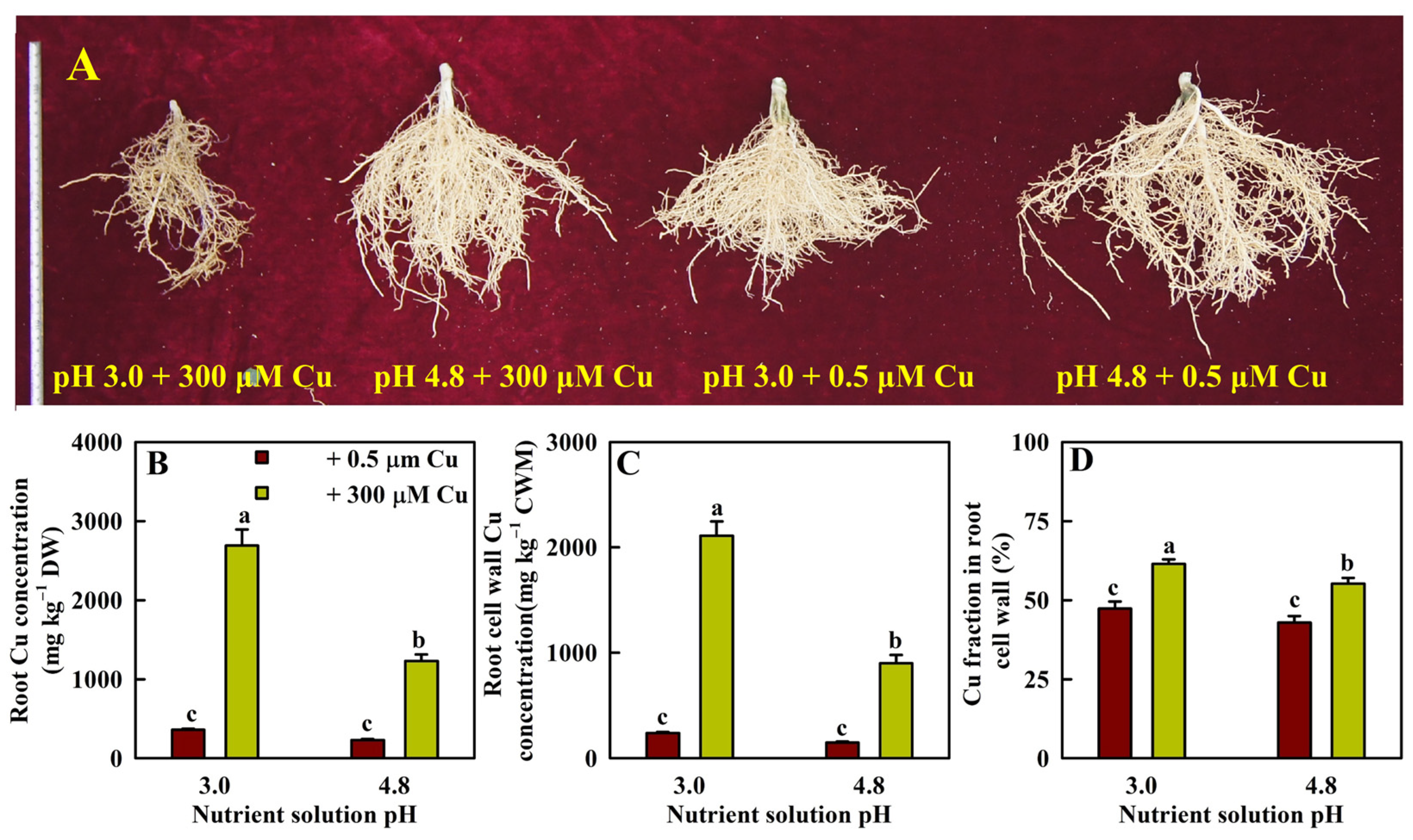 Plants 13 03054 g001