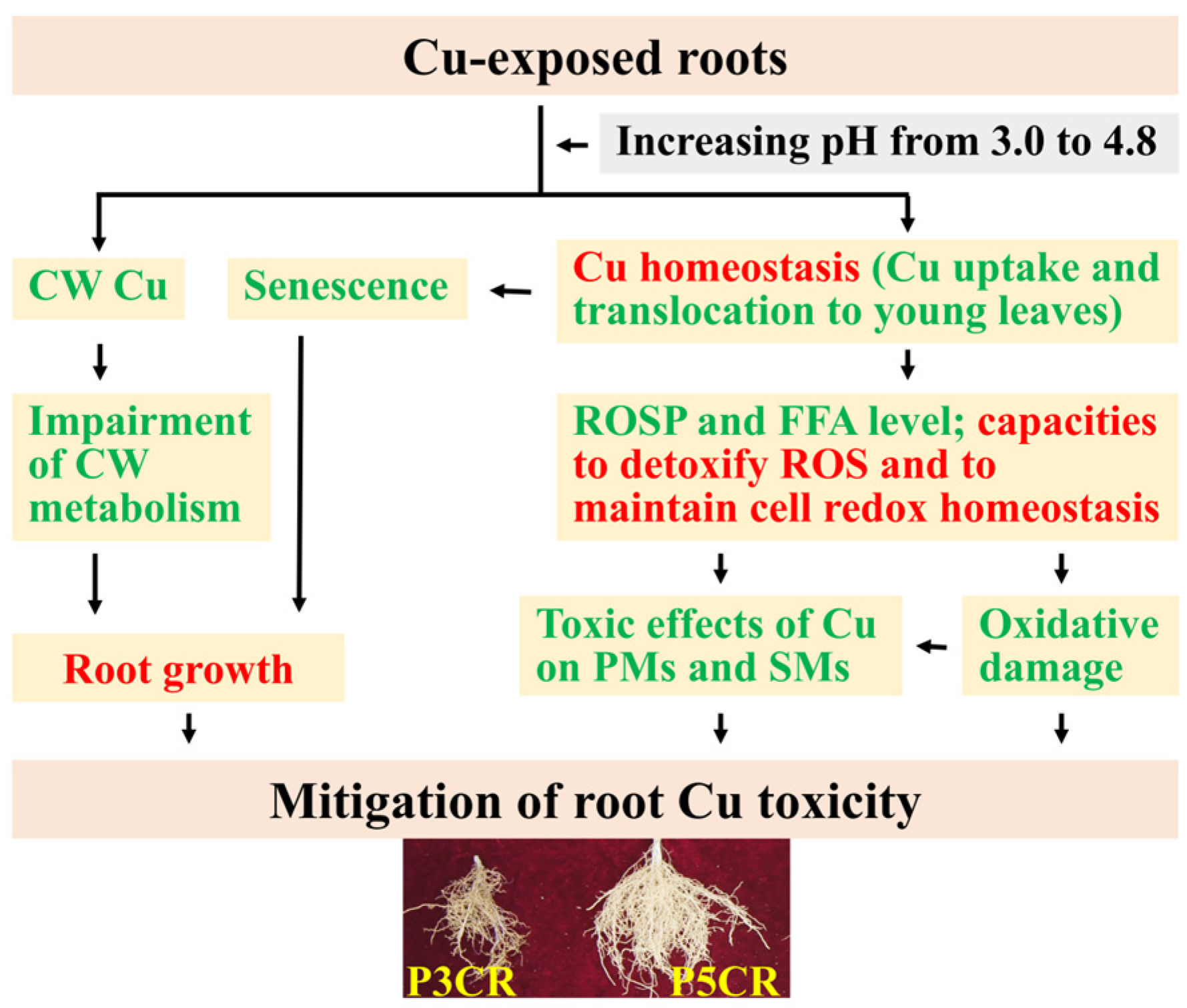 Plants 13 03054 g007