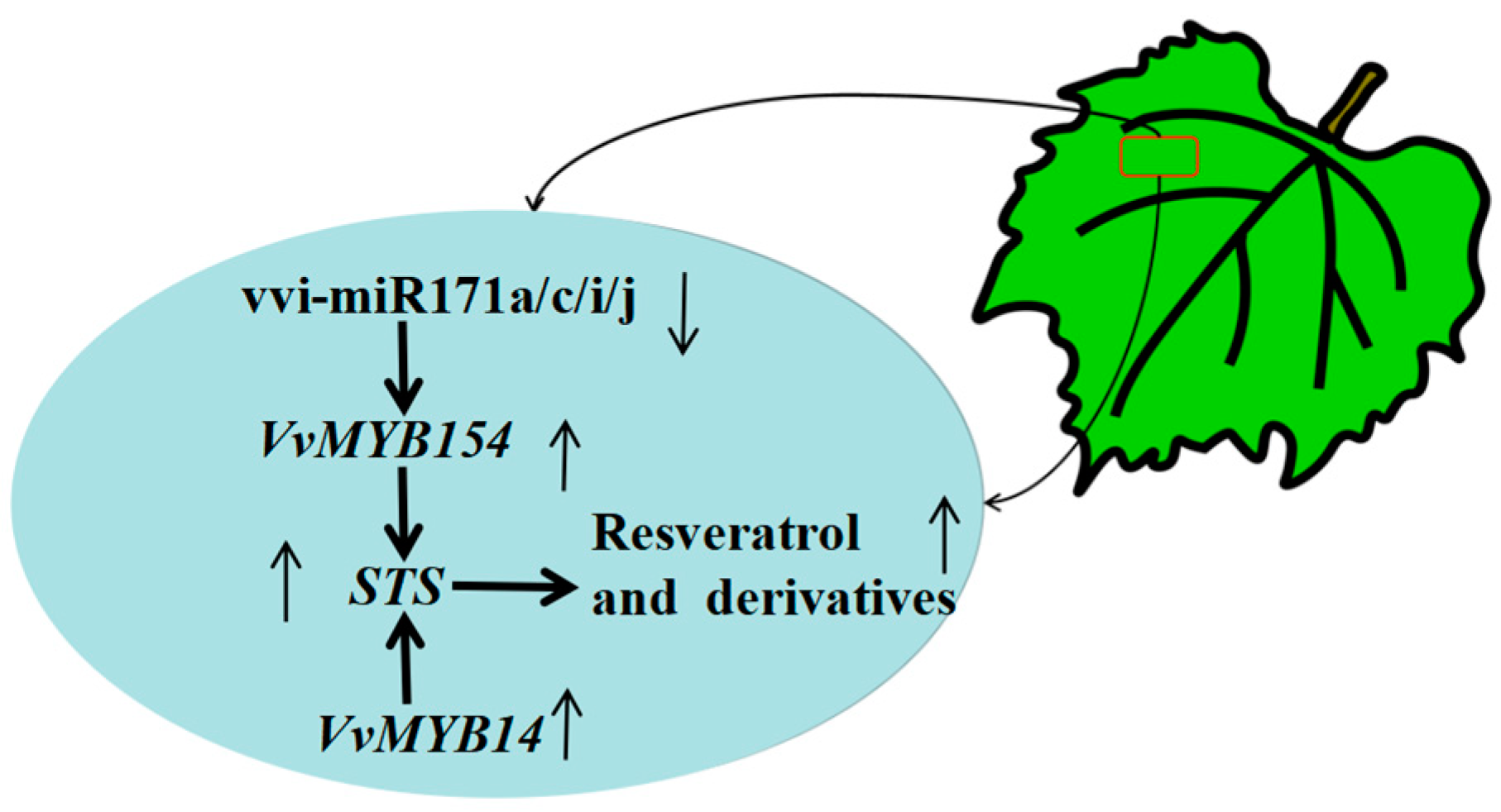 Plants 13 03057 g009