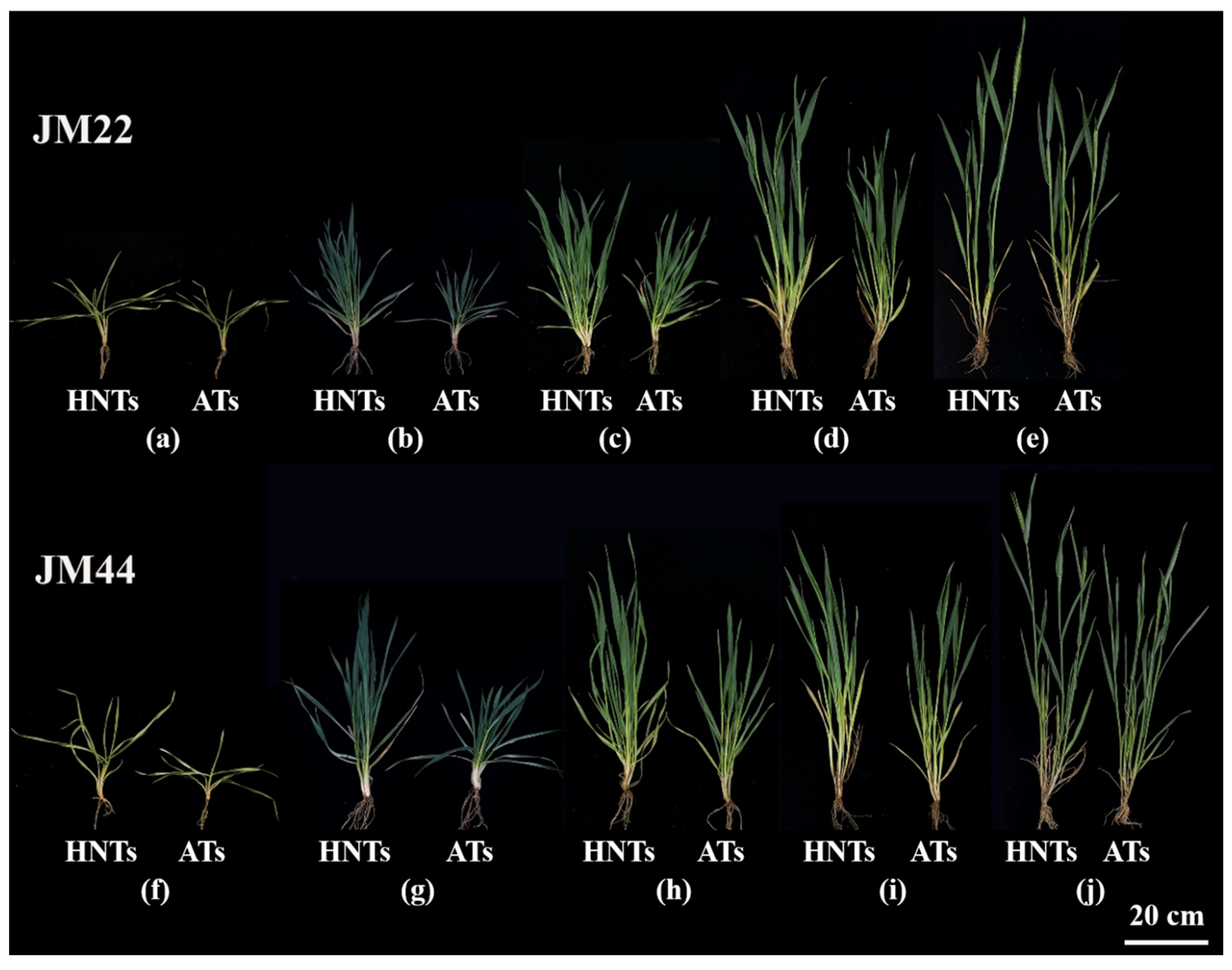 Plants 13 03071 g001