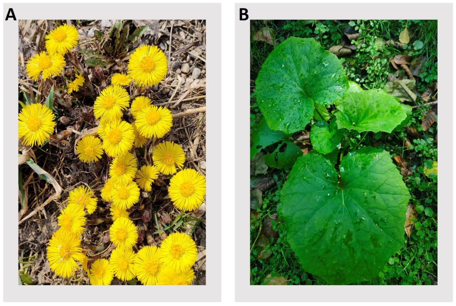 Plants 13 03080 g001