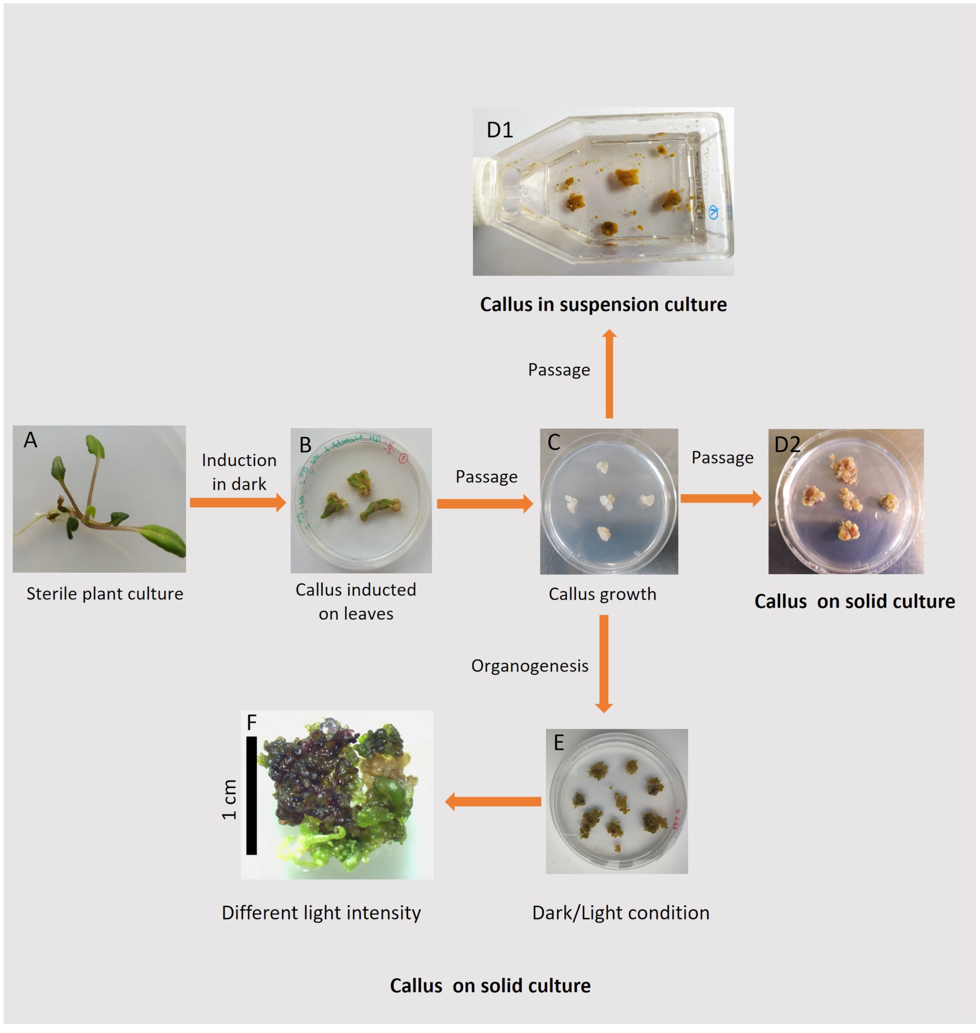 Plants 13 03080 g002