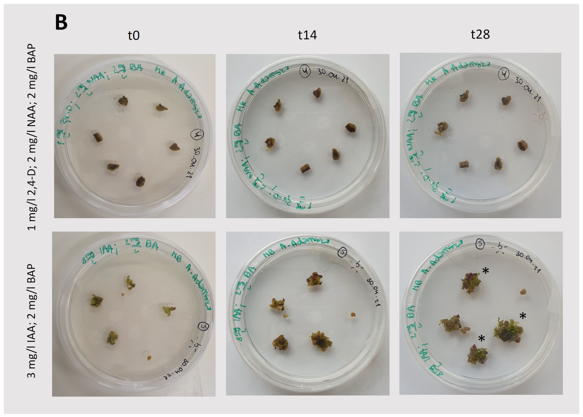 Plants 13 03080 g003b