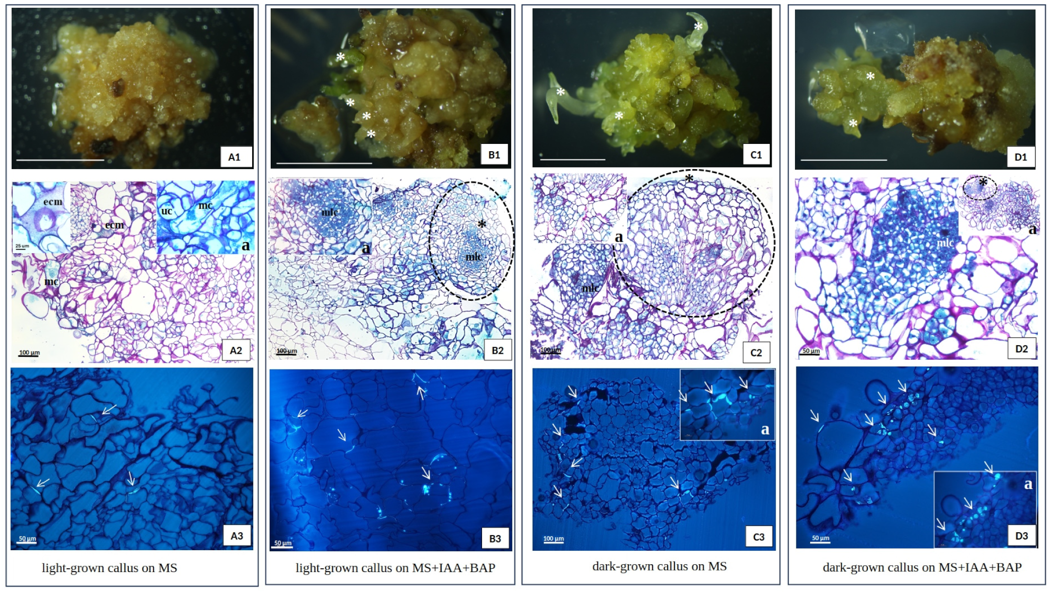 Plants 13 03080 g008