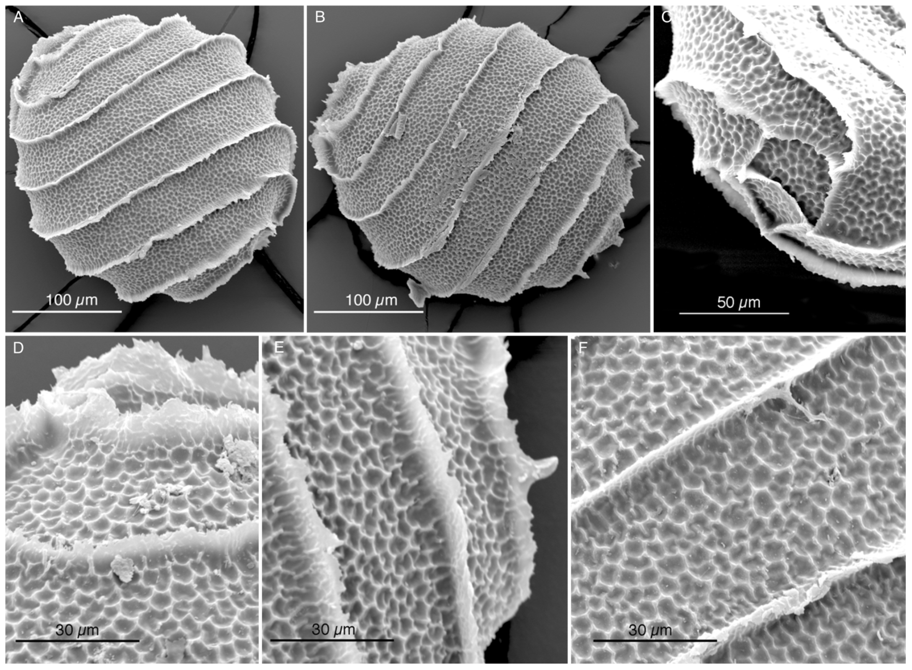 Plants 13 03081 g001