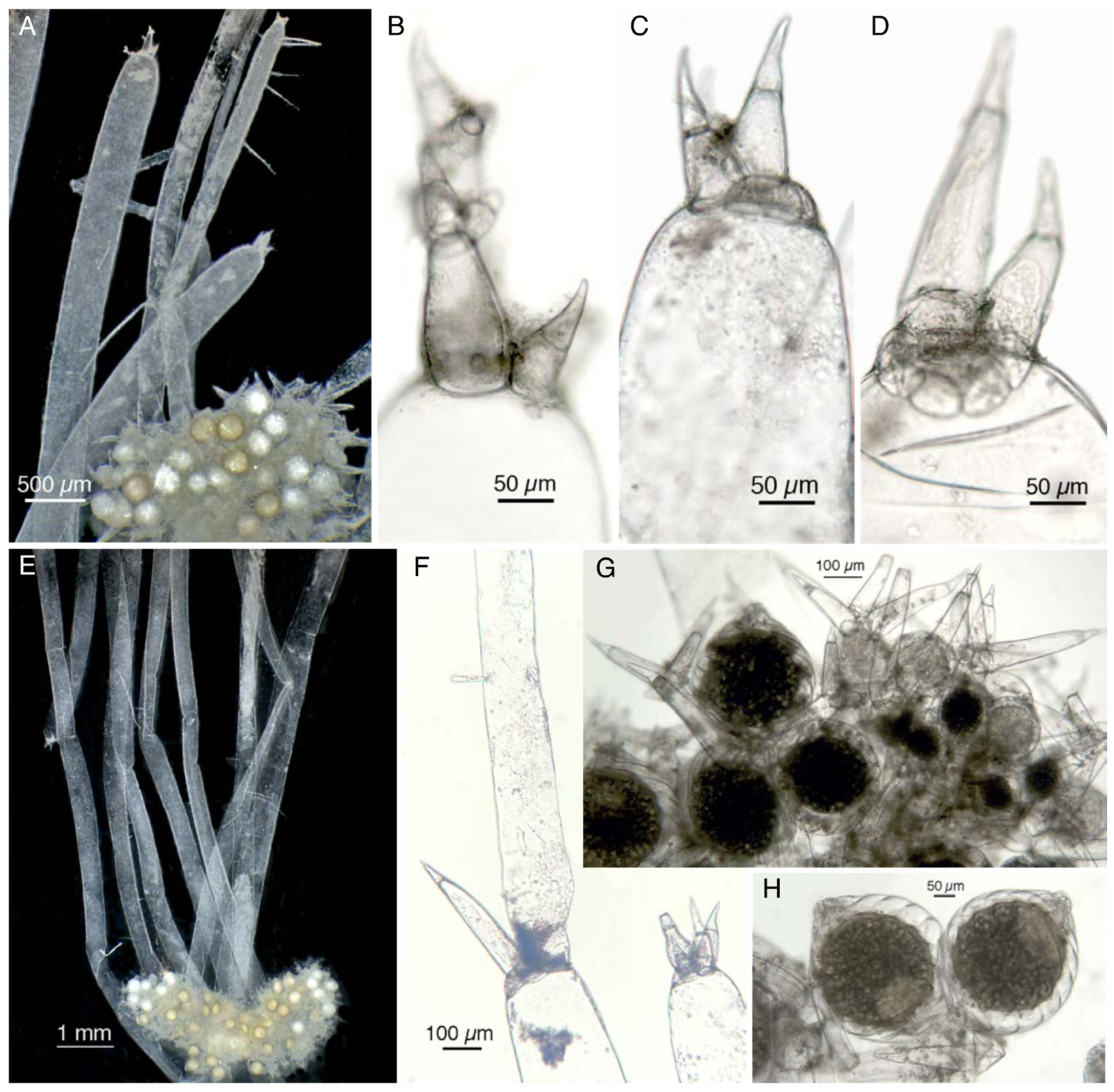 Plants 13 03081 g002