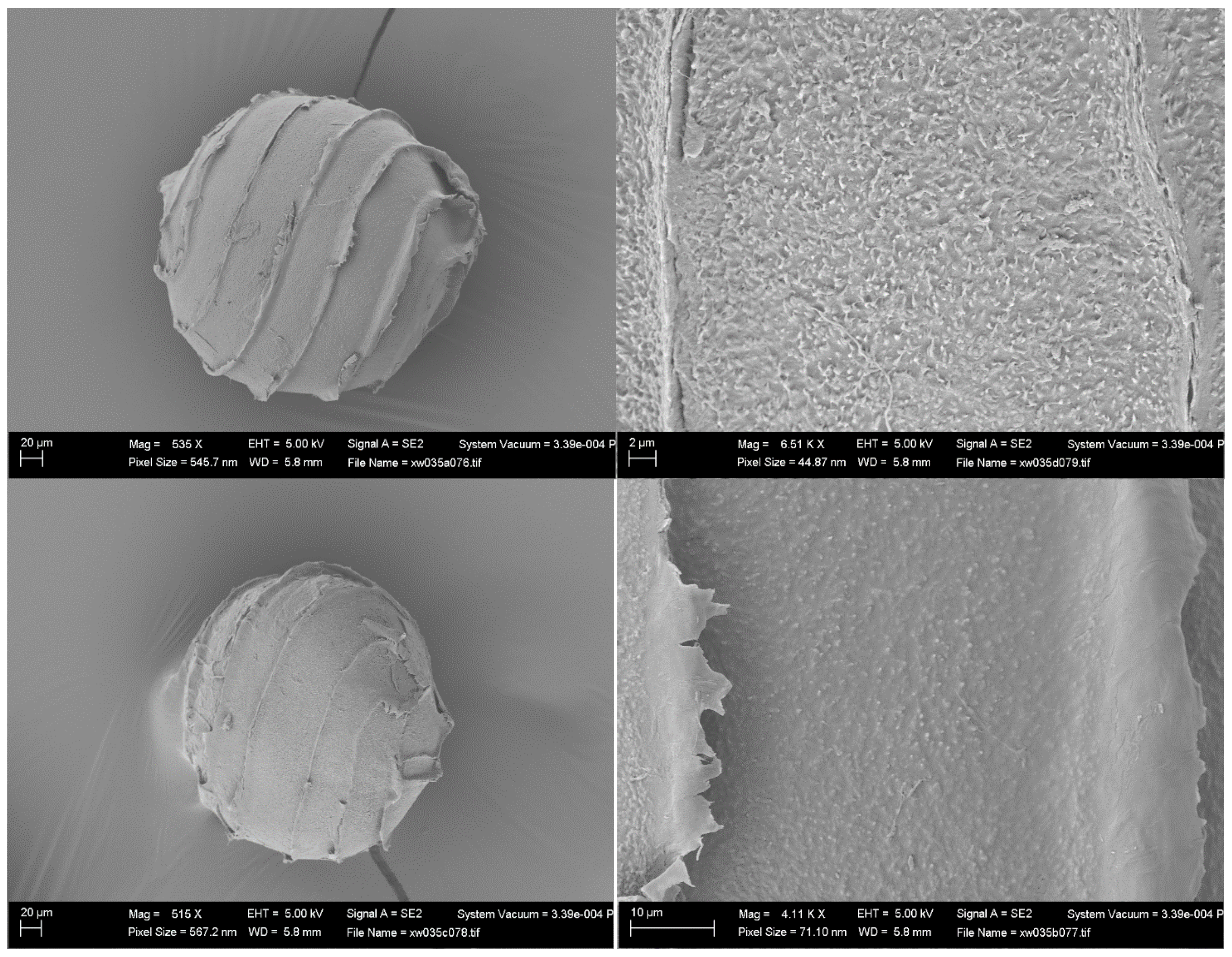 Plants 13 03081 g003