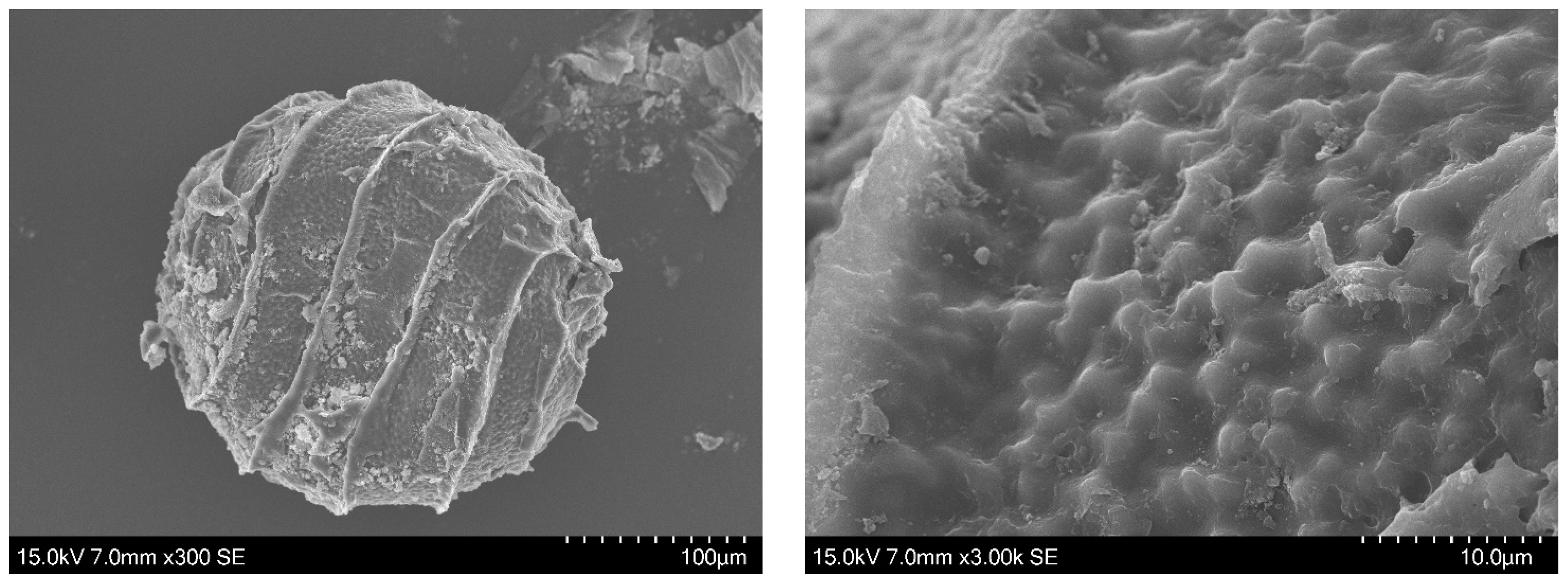 Plants 13 03081 g004