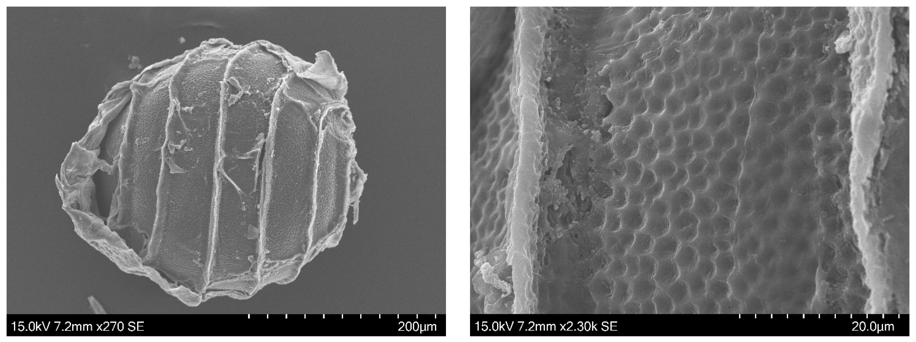 Plants 13 03081 g005