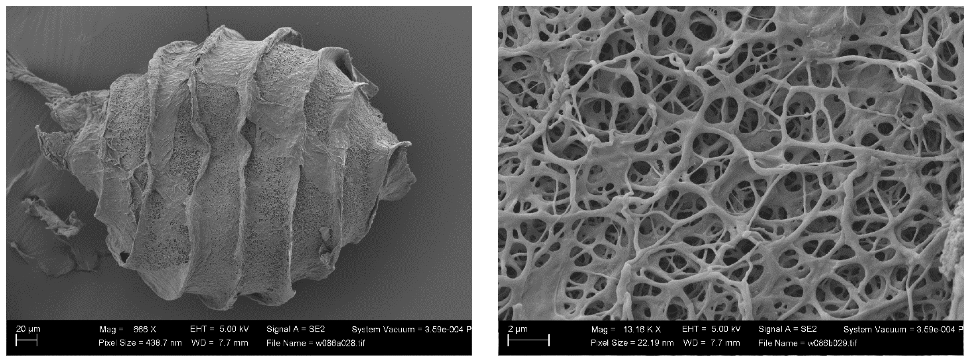 Plants 13 03081 g006