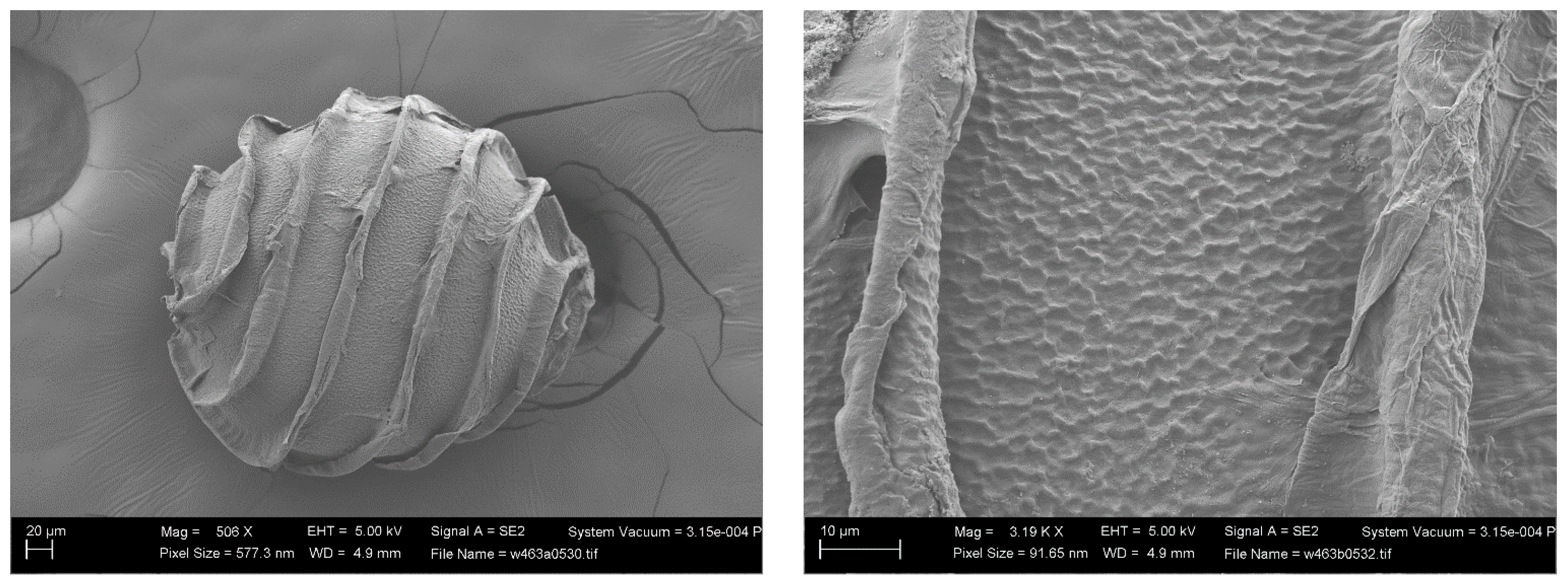 Plants 13 03081 g007