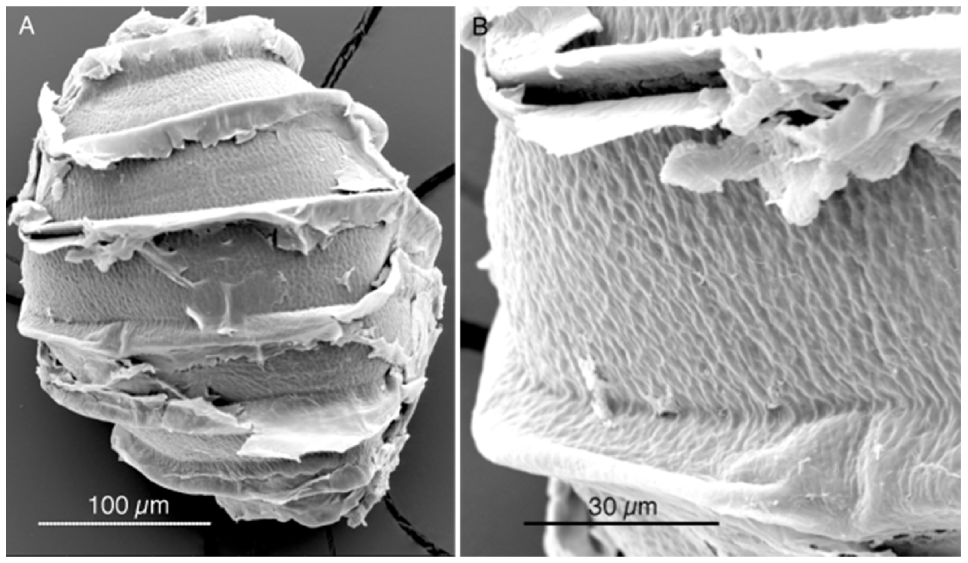 Plants 13 03081 g009