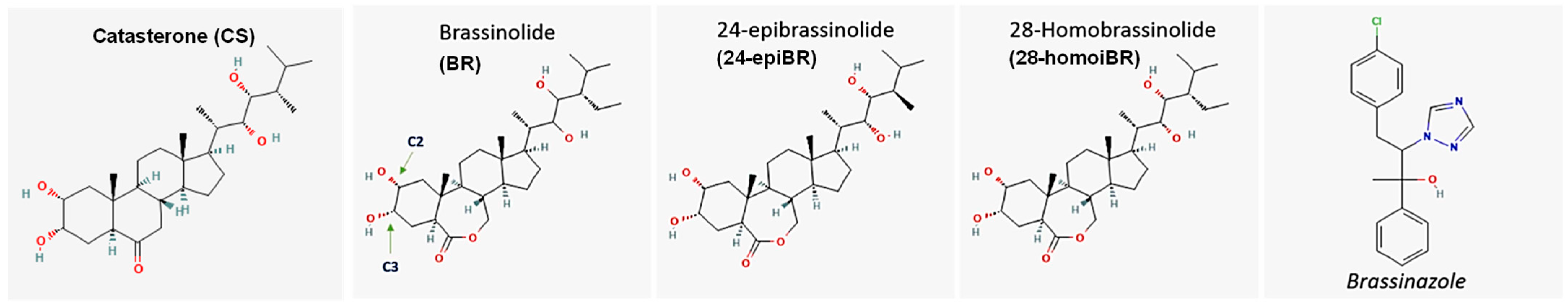 Plants 13 03082 g002