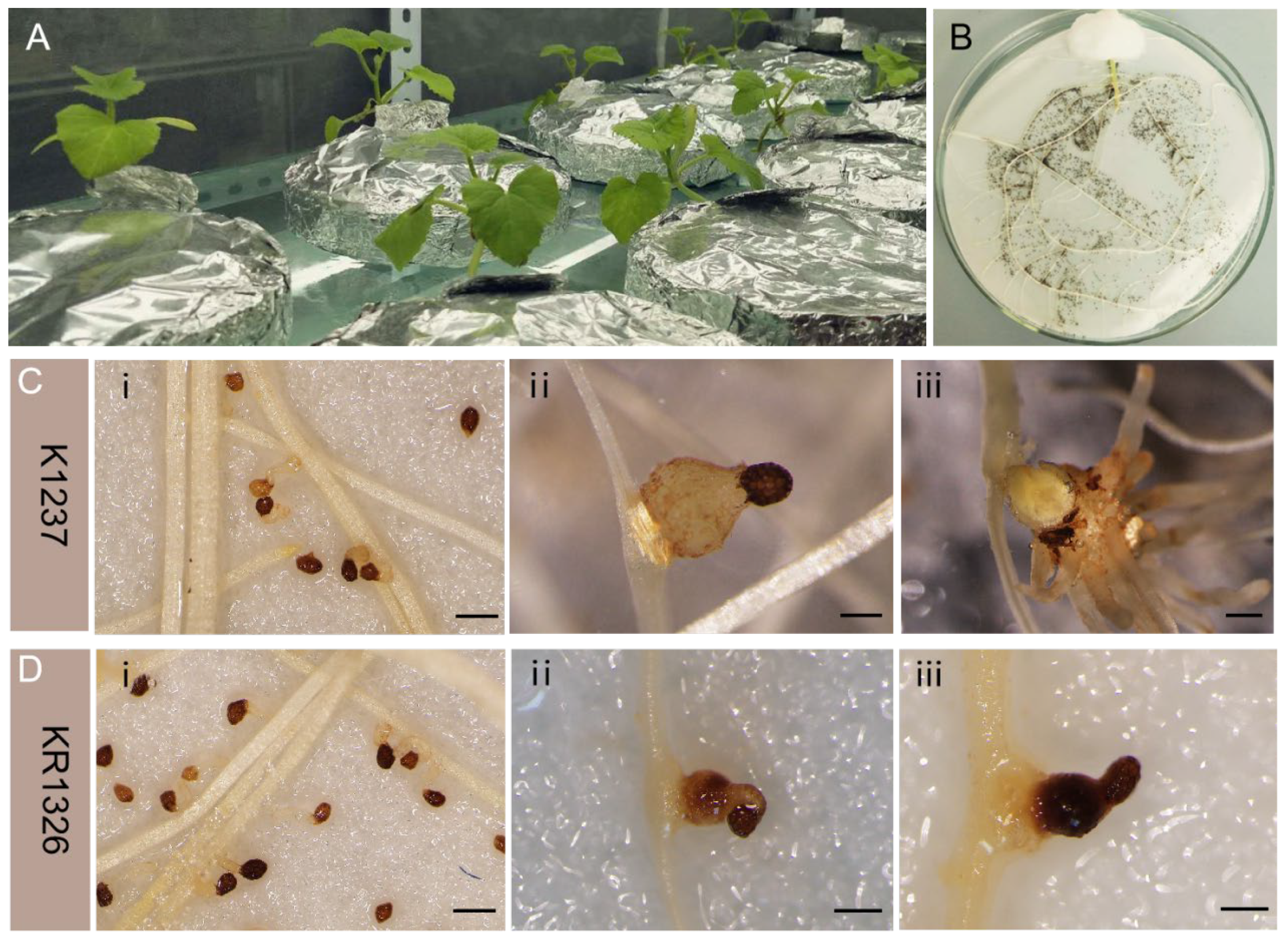 Plants 13 03083 g001