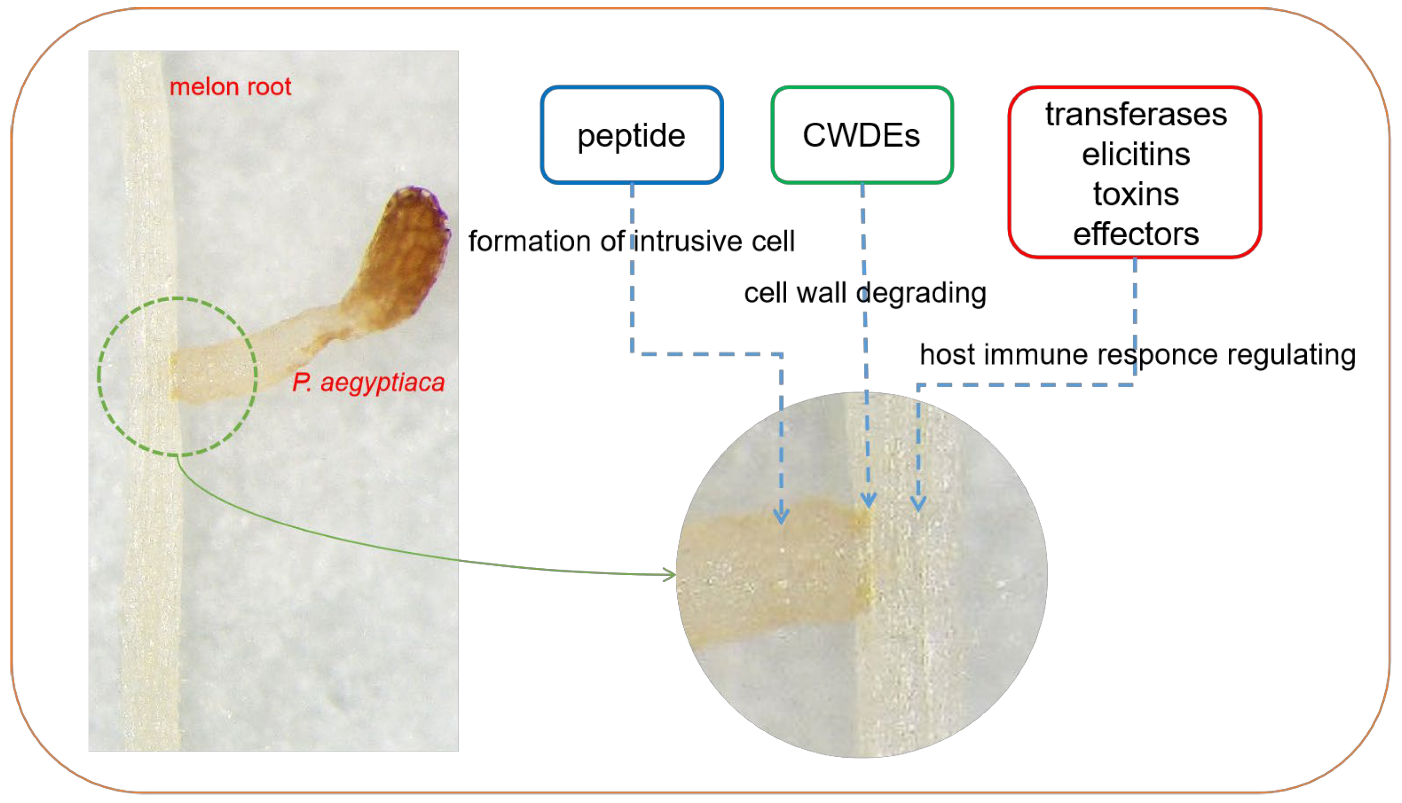Plants 13 03083 g005