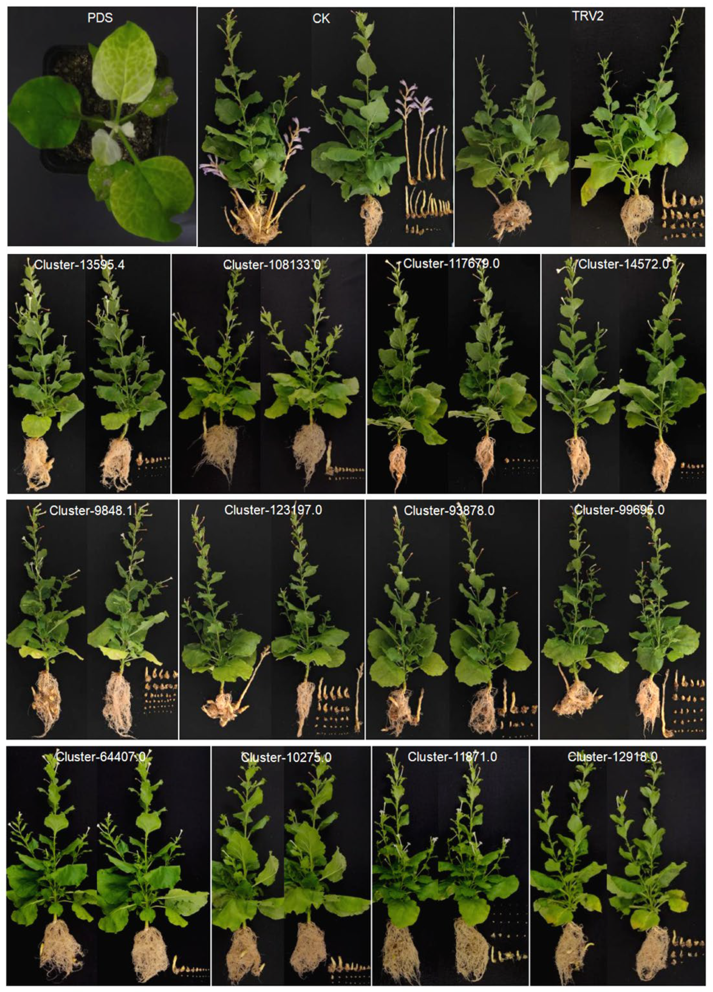 Plants 13 03083 g007