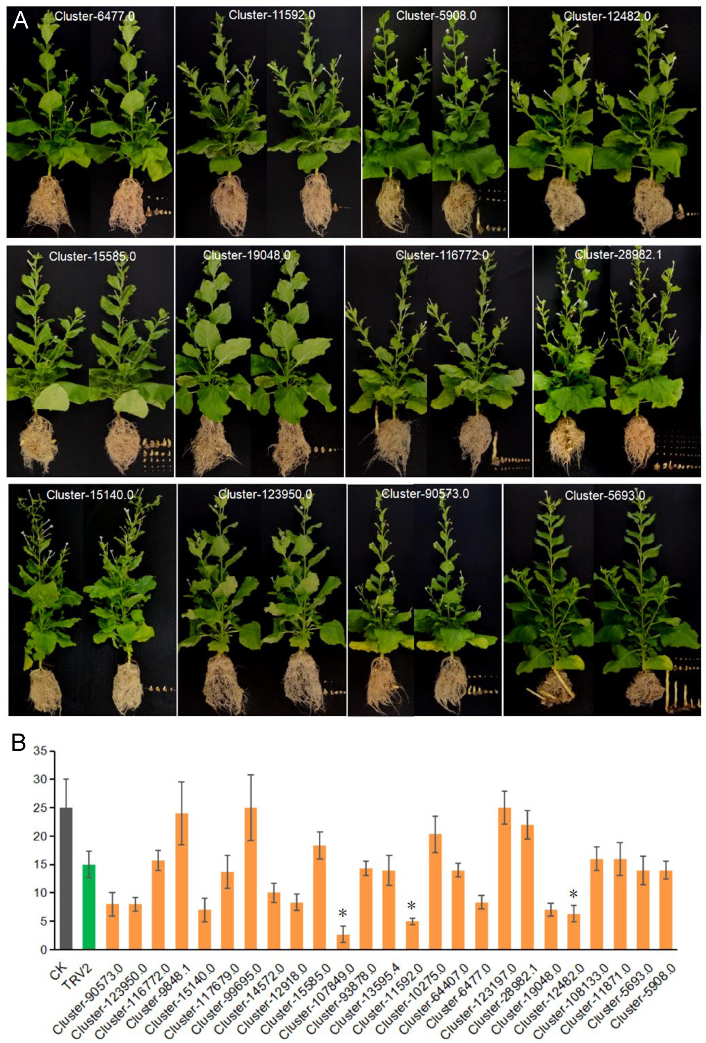 Plants 13 03083 g008