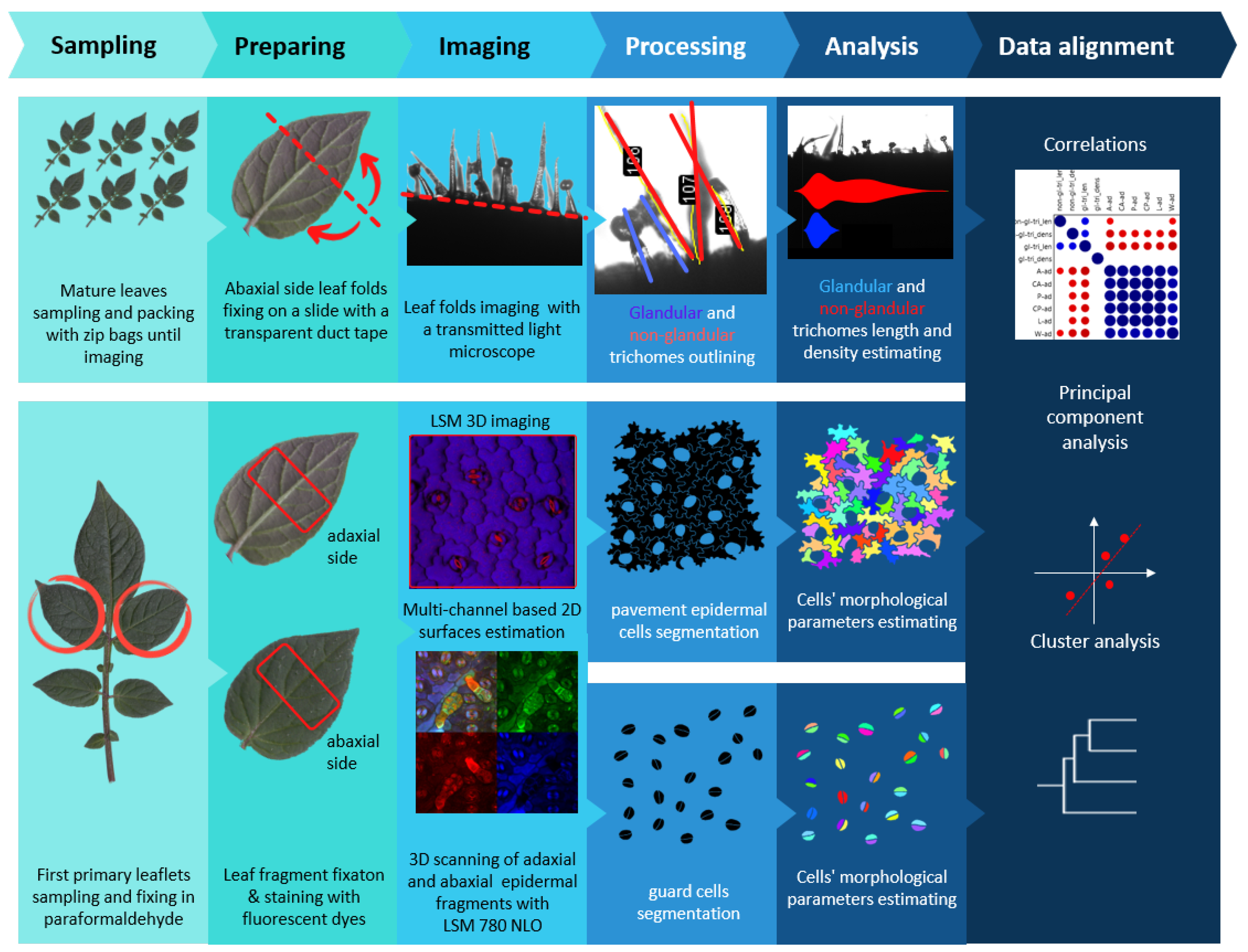 Plants 13 03084 g001