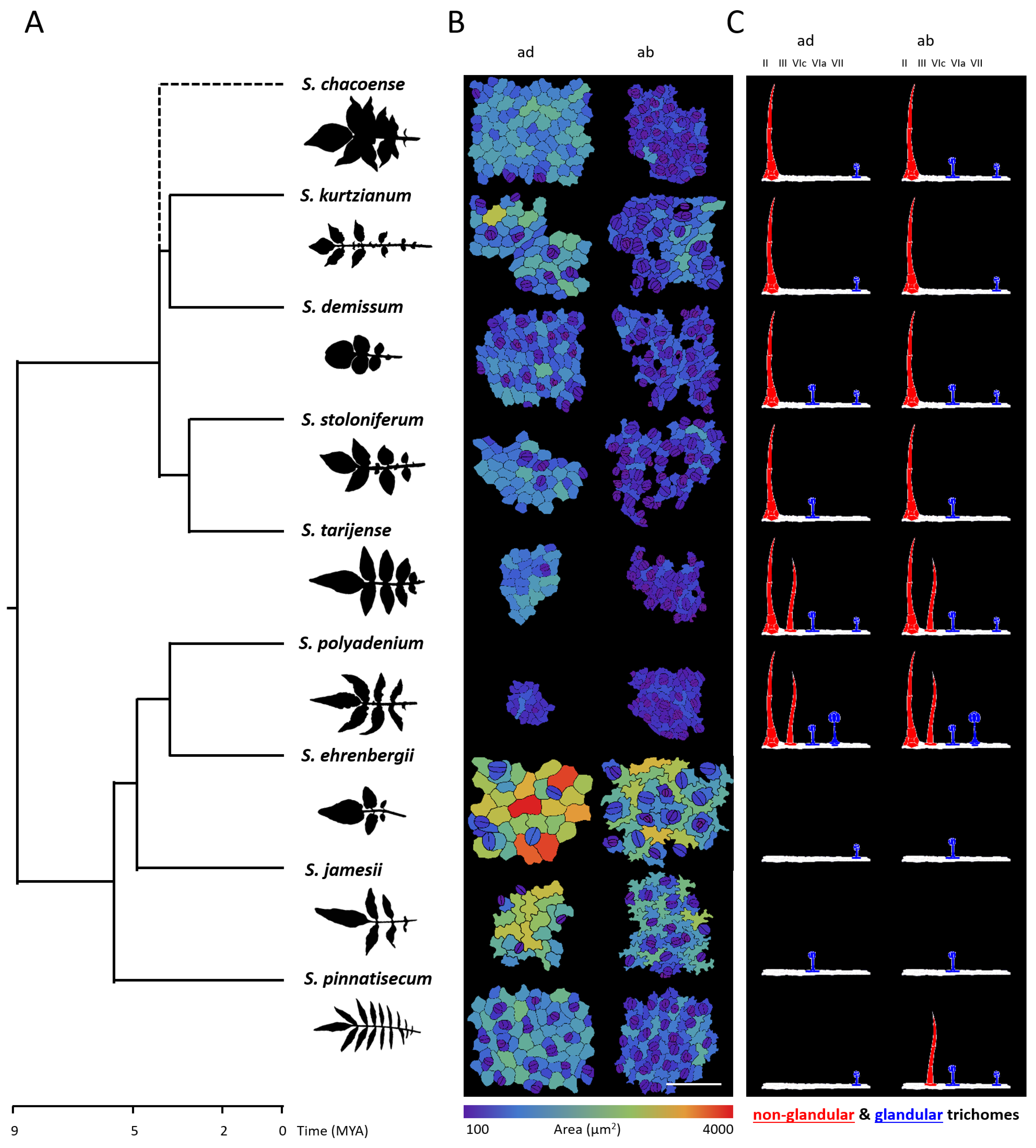 Plants 13 03084 g002