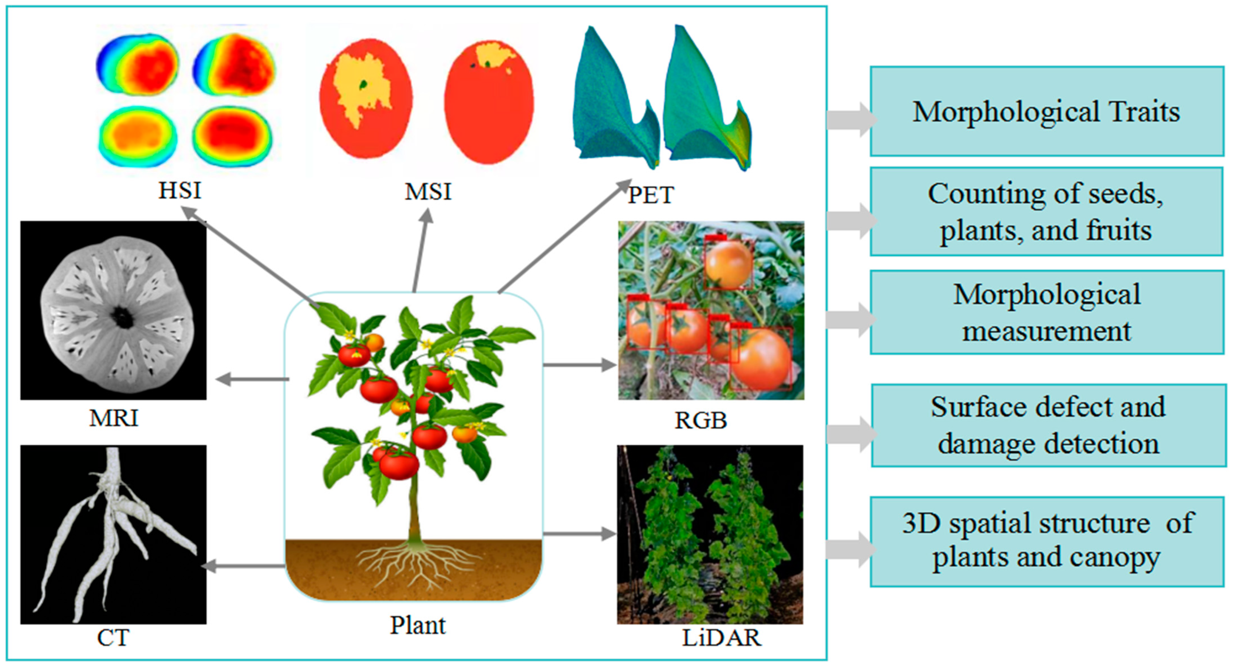 Plants 13 03088 g002