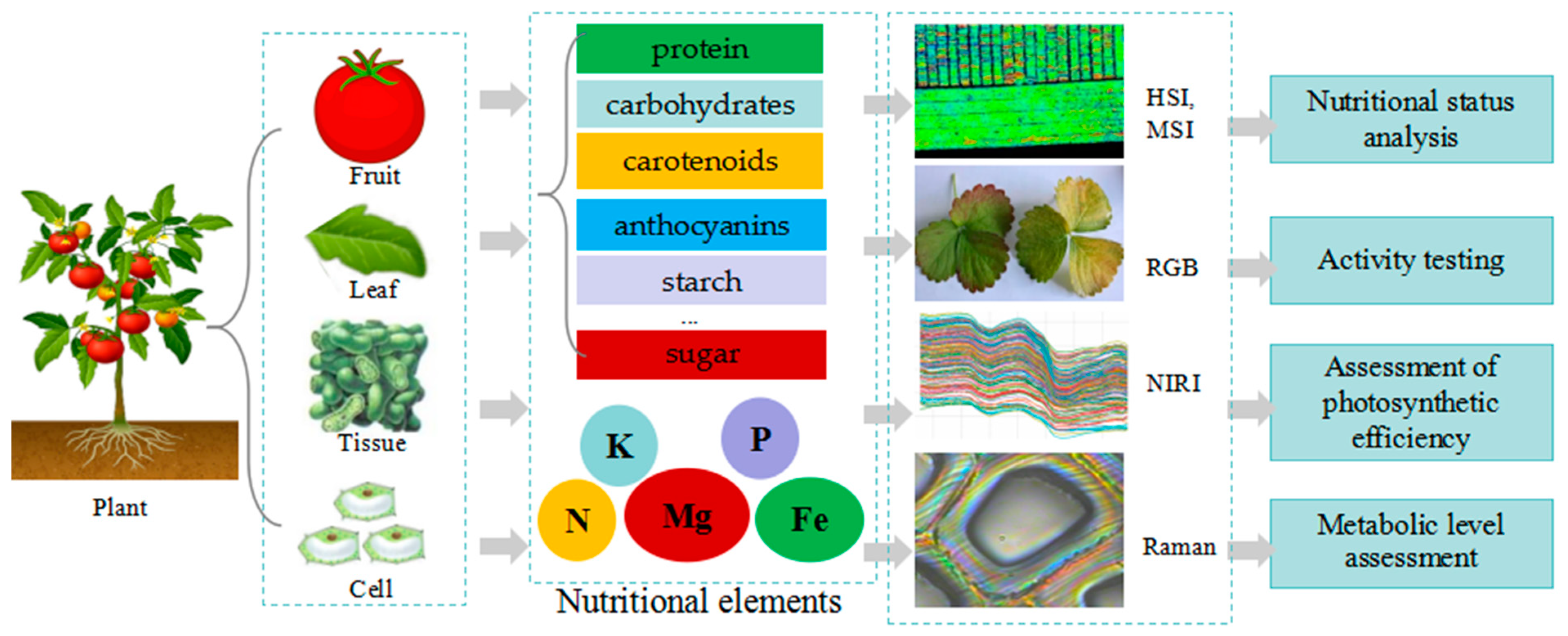 Plants 13 03088 g004