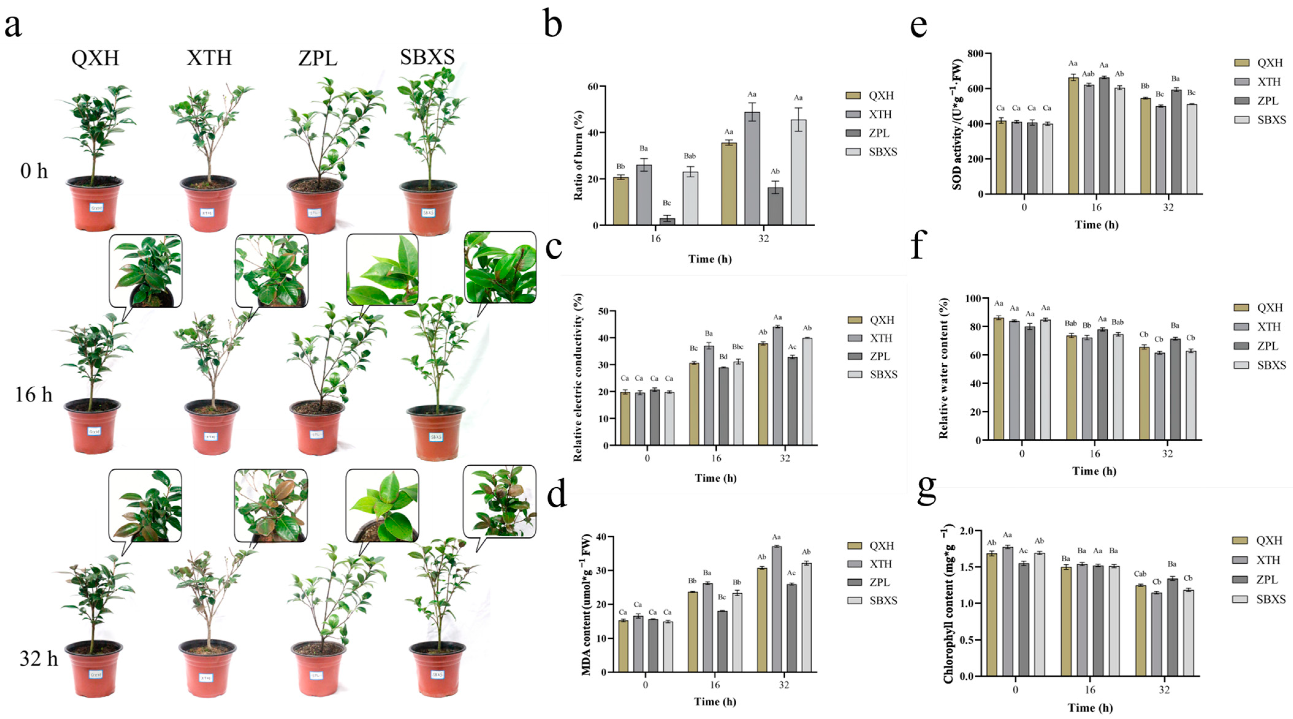 Plants 13 03089 g001