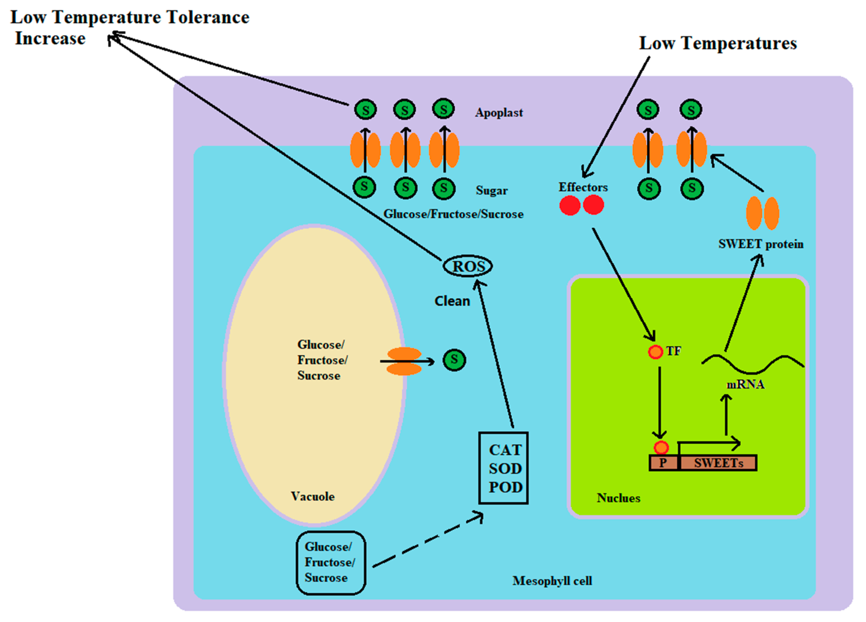 Plants 13 03092 g012