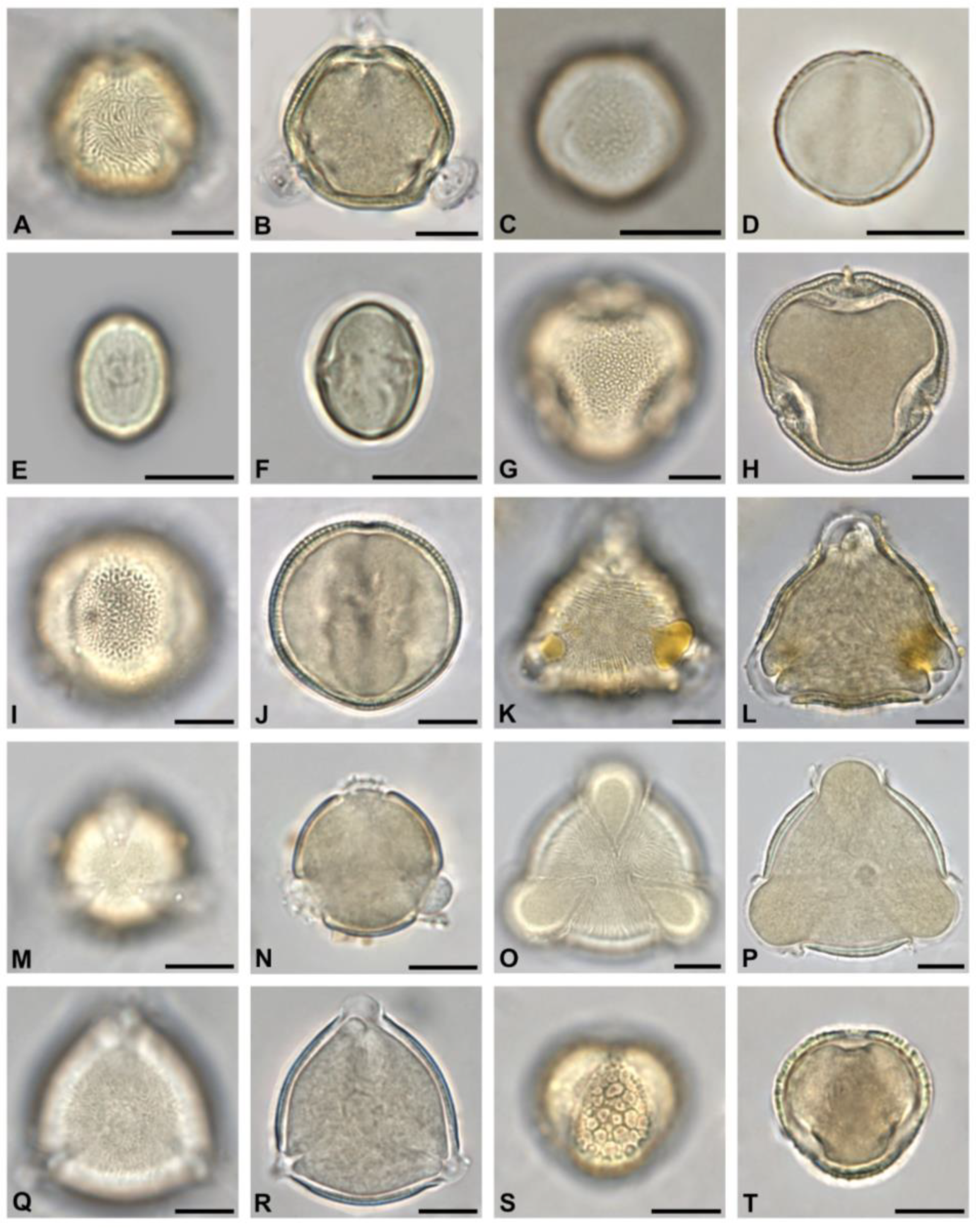 Plants 13 03094 g004