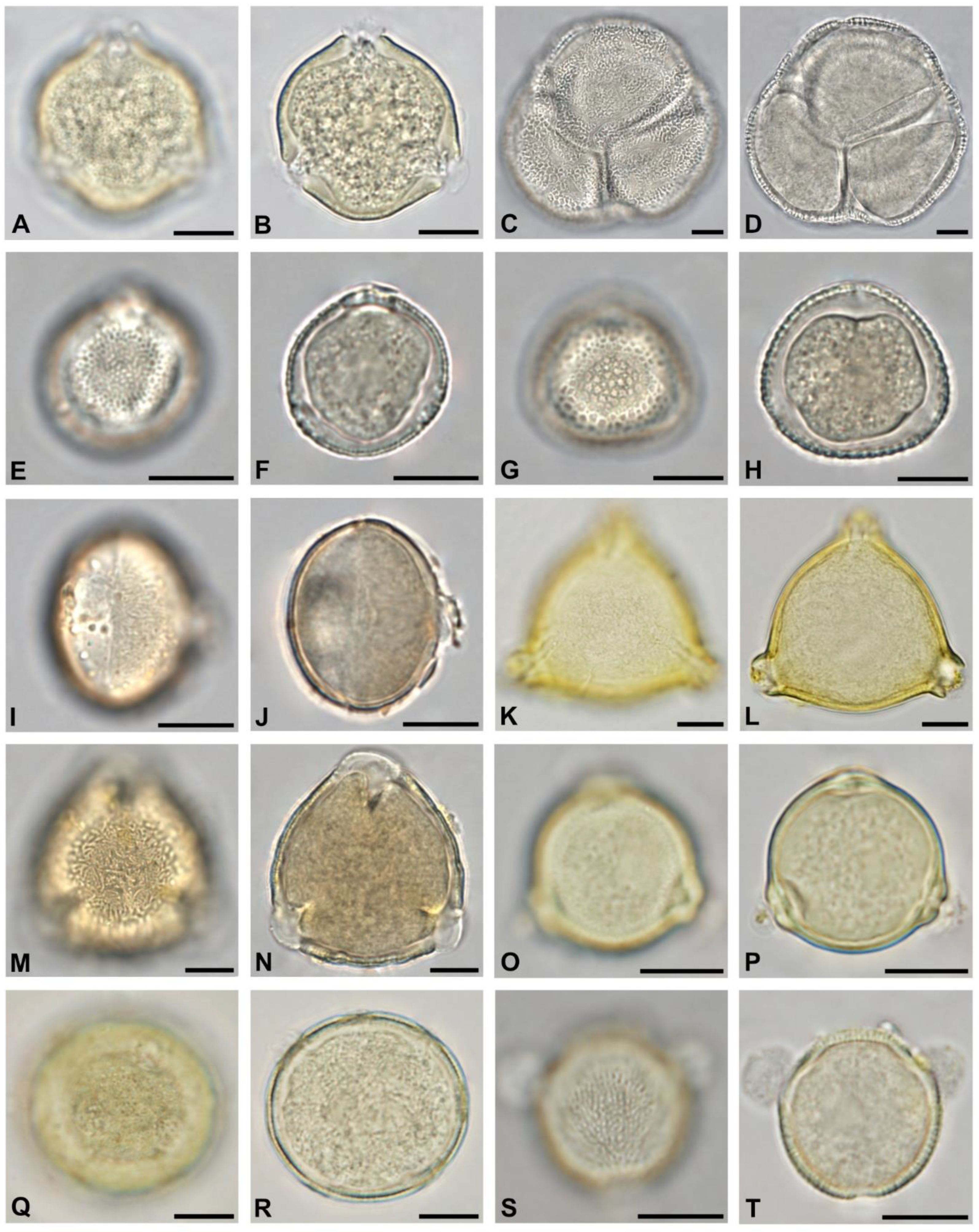 Plants 13 03094 g006