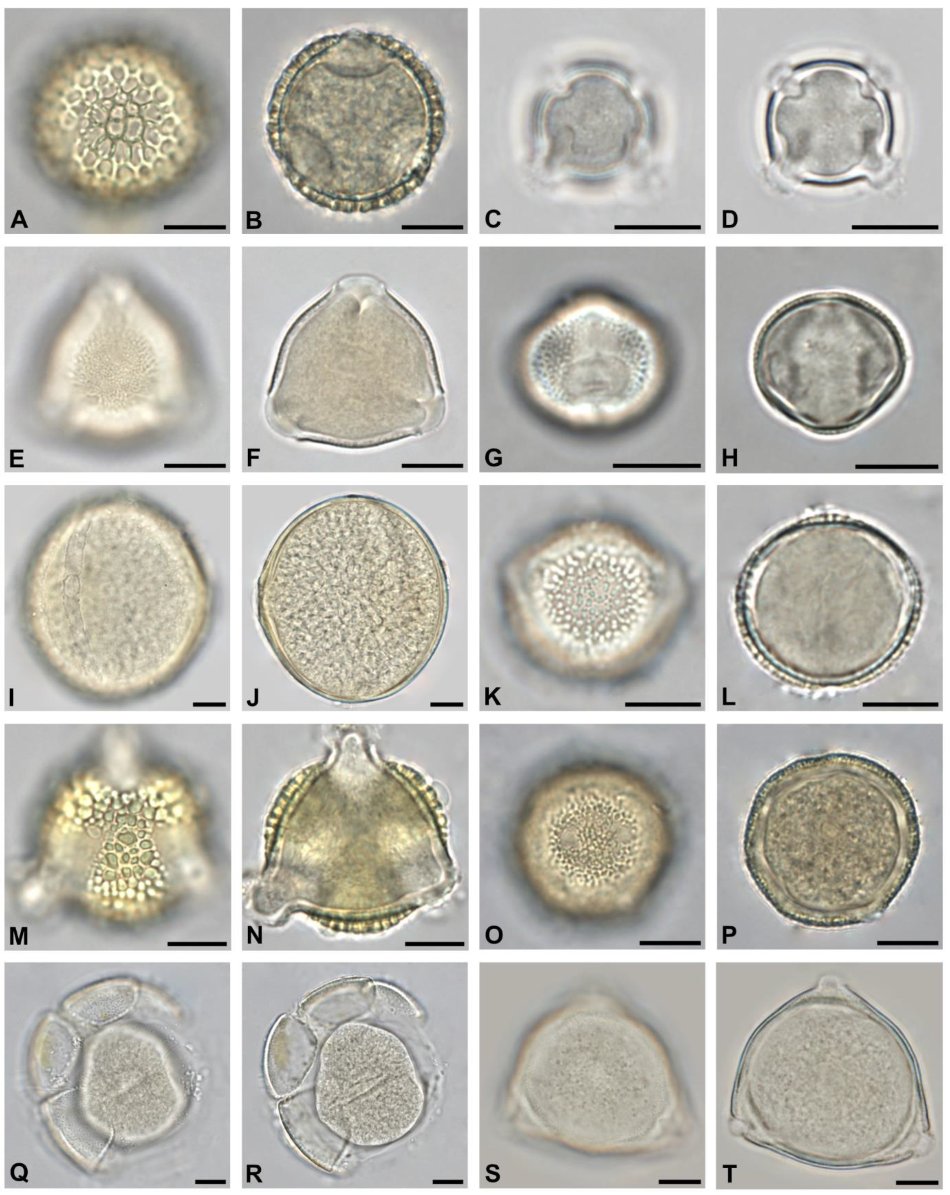 Plants 13 03094 g007