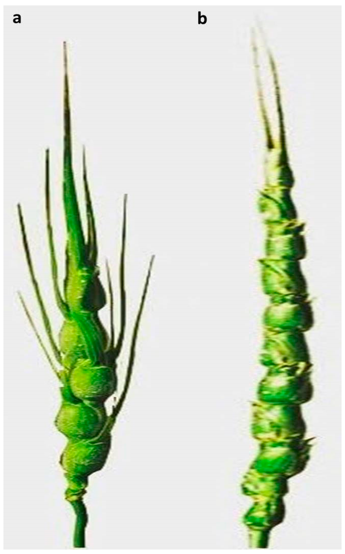 Plants 13 03096 g003