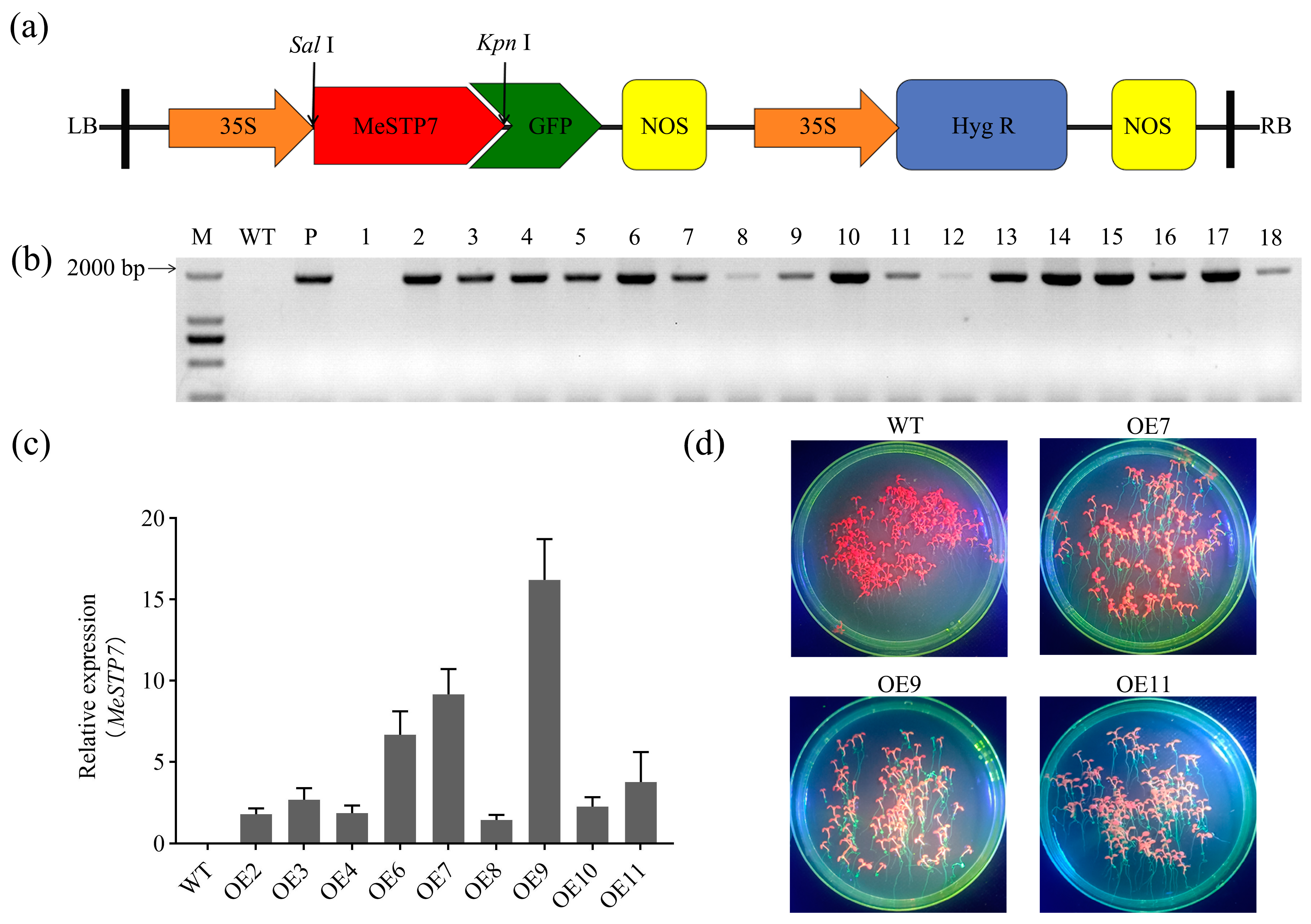 Plants 13 03102 g003