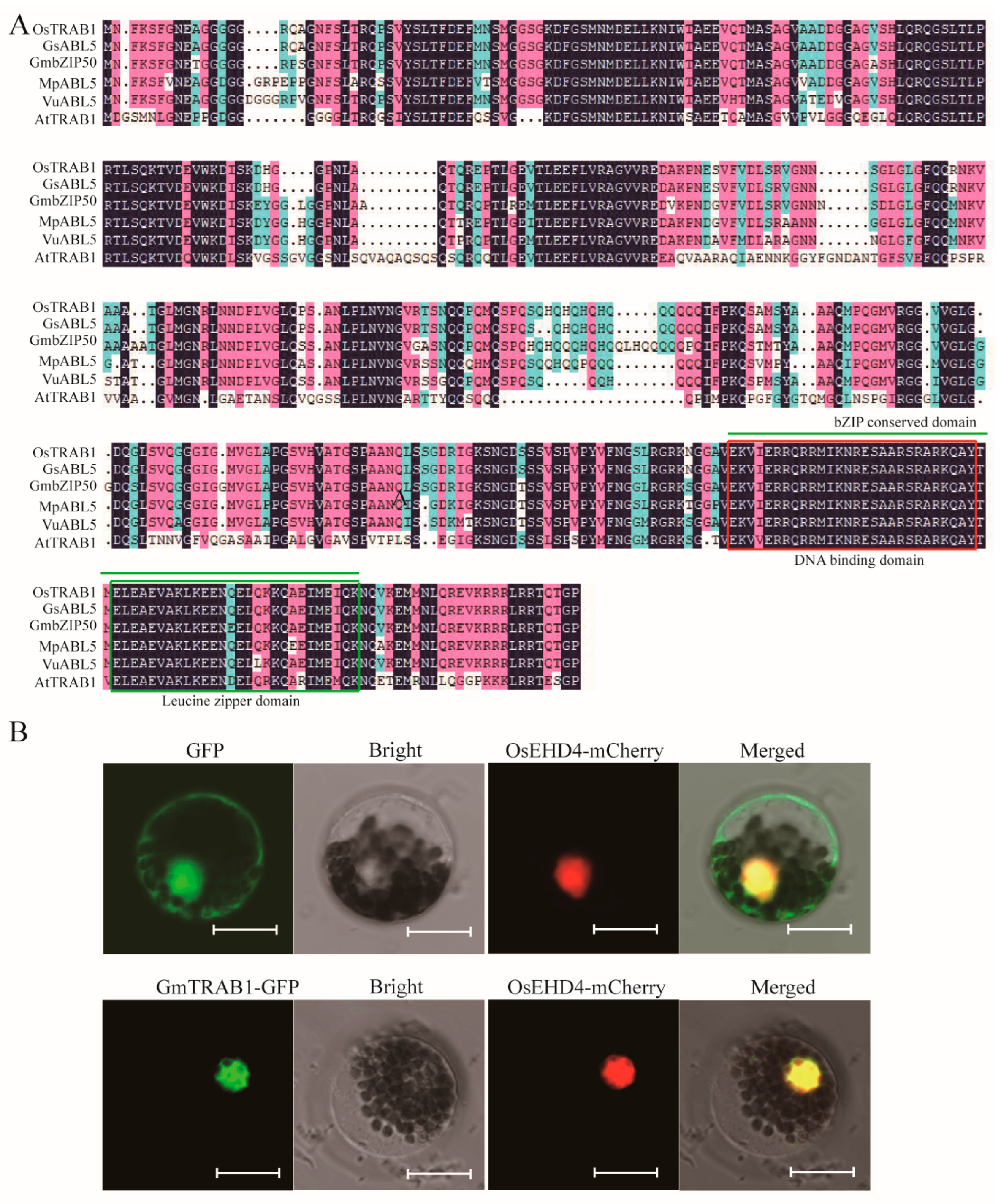 Plants 13 03104 g001