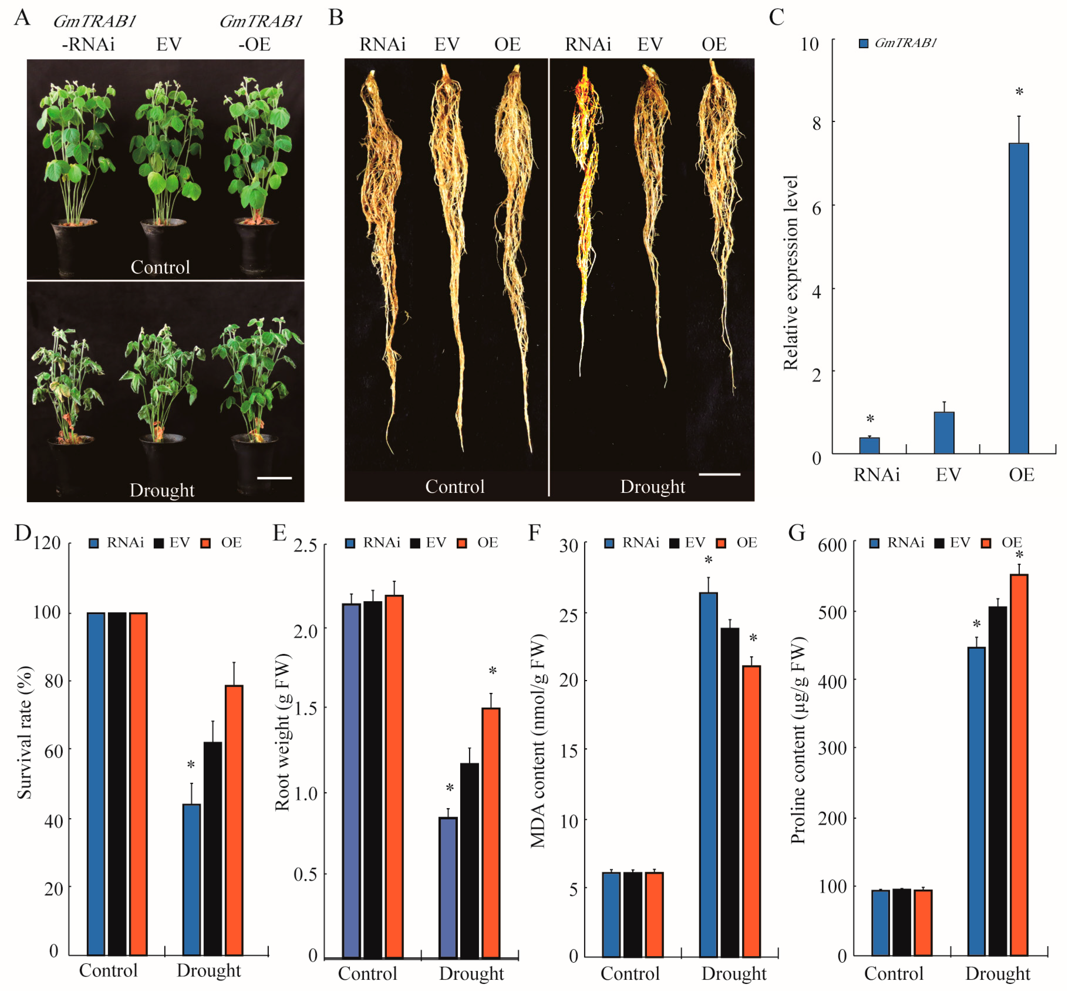 Plants 13 03104 g005