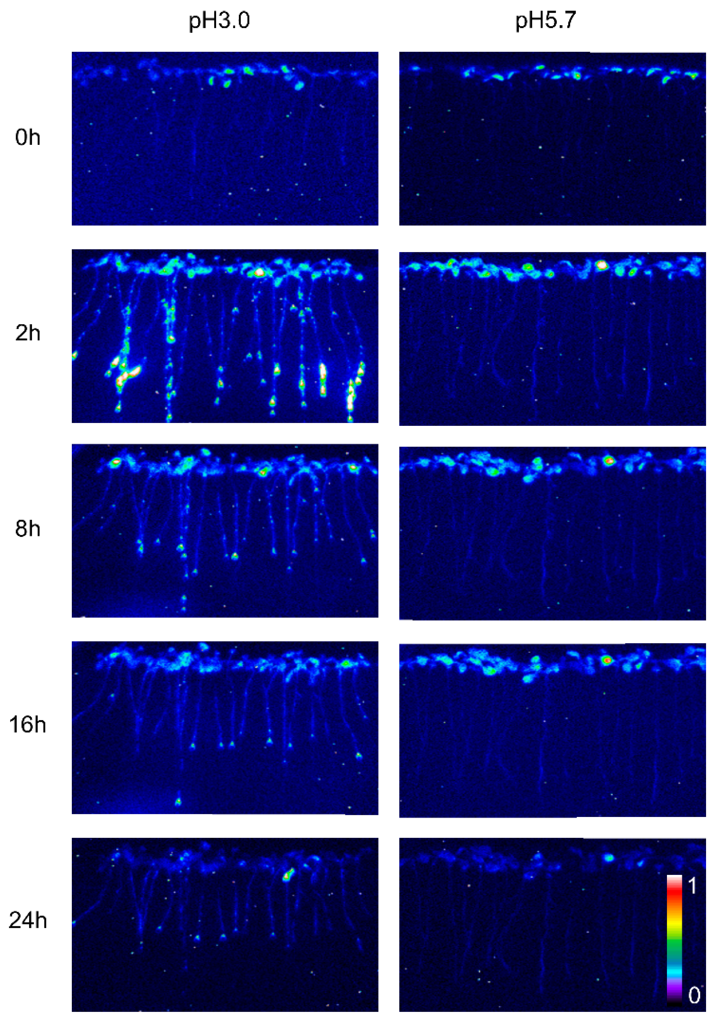 Plants 13 03107 g001