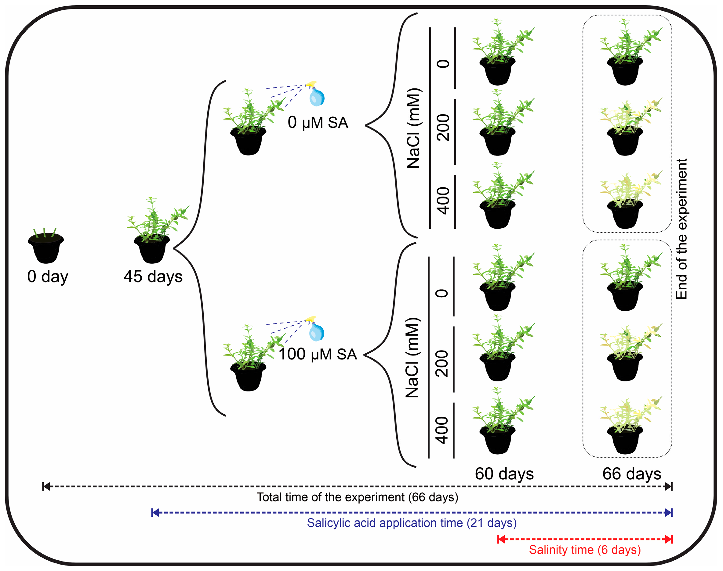 Plants 13 03111 g008