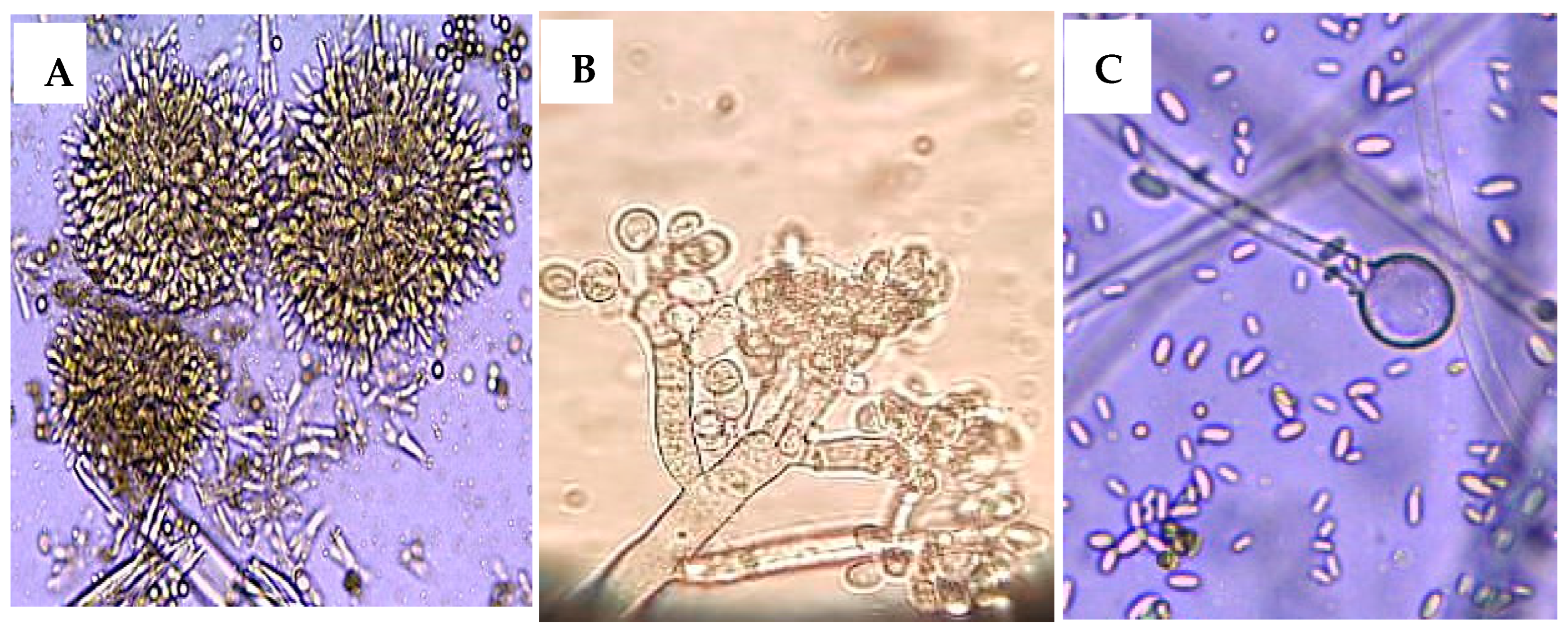 Plants 13 03115 g003