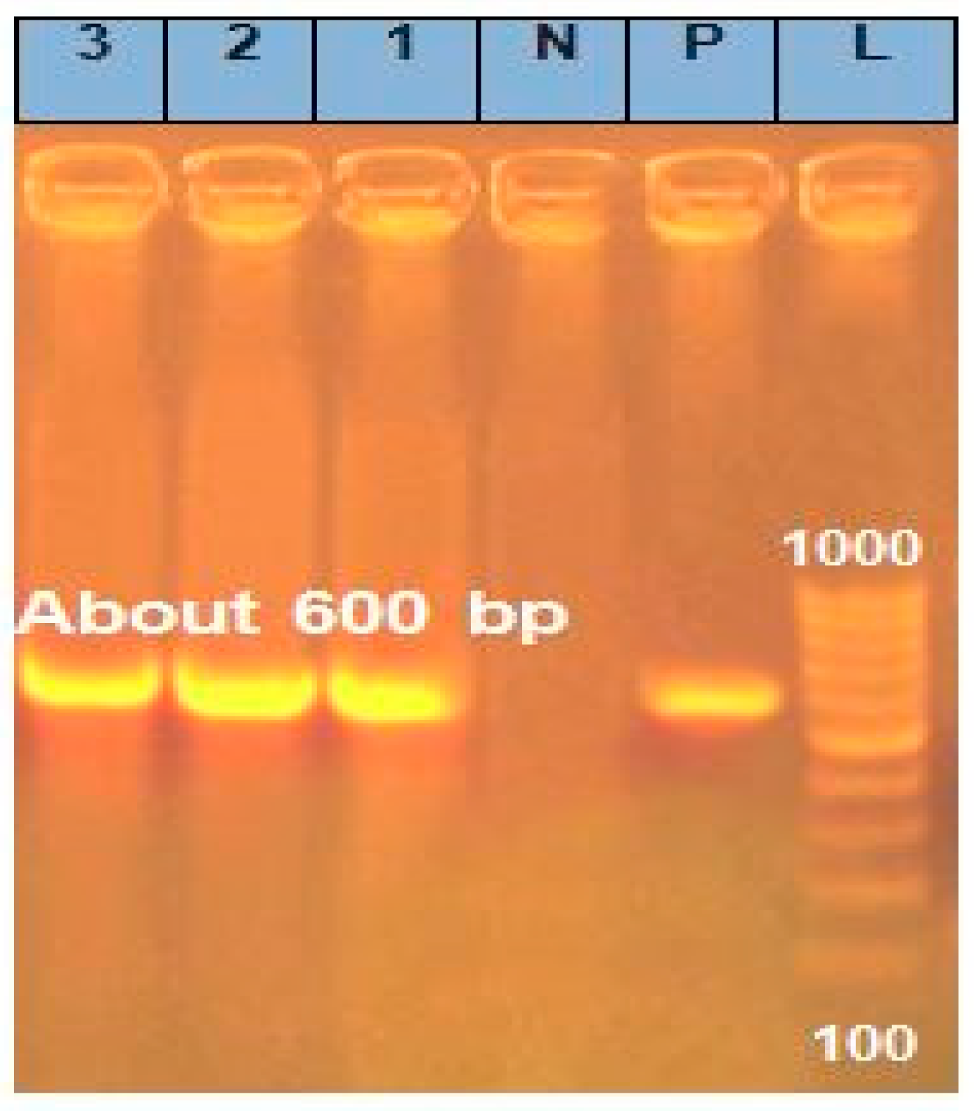 Plants 13 03115 g004