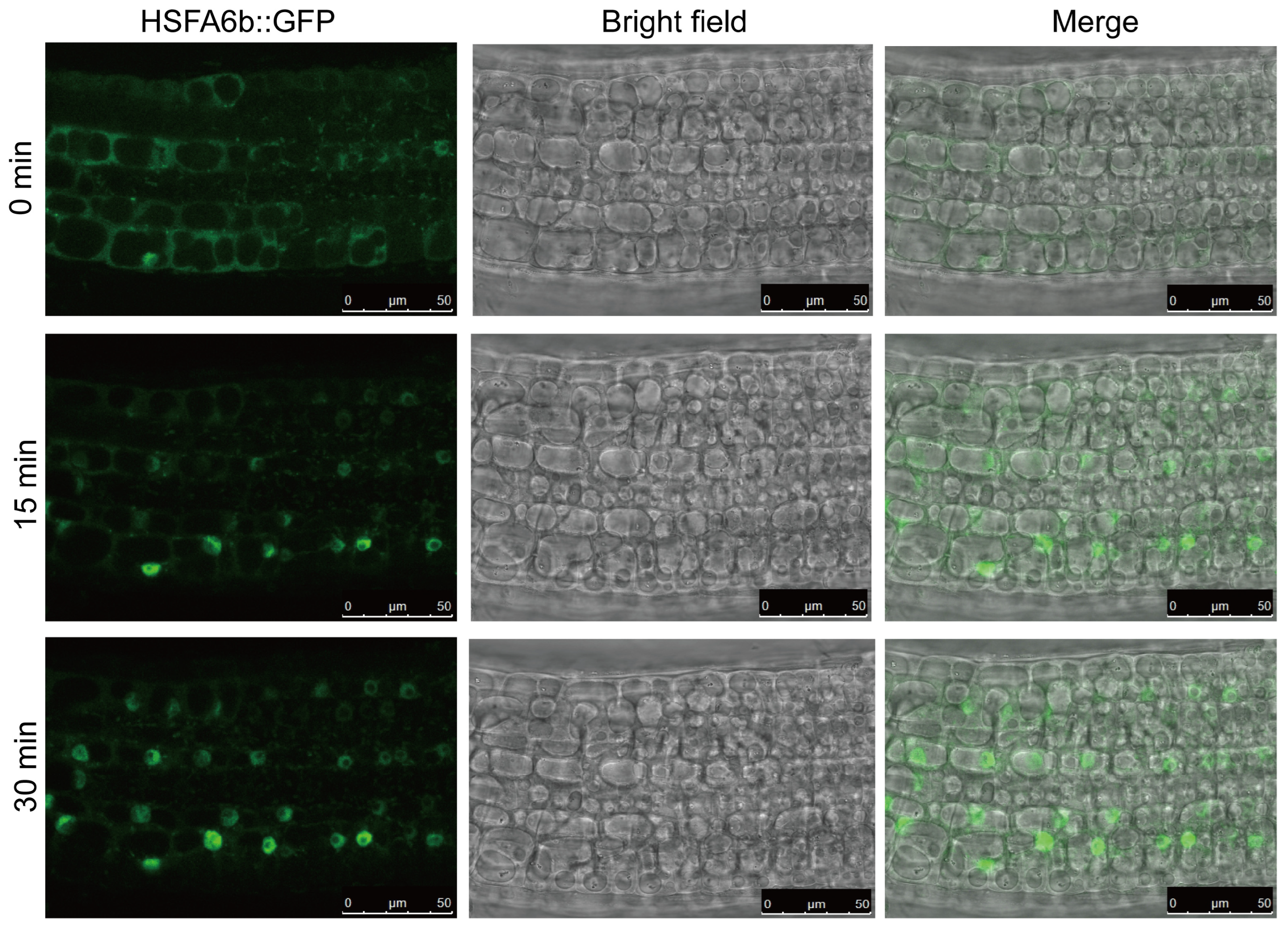 Plants 13 03116 g003