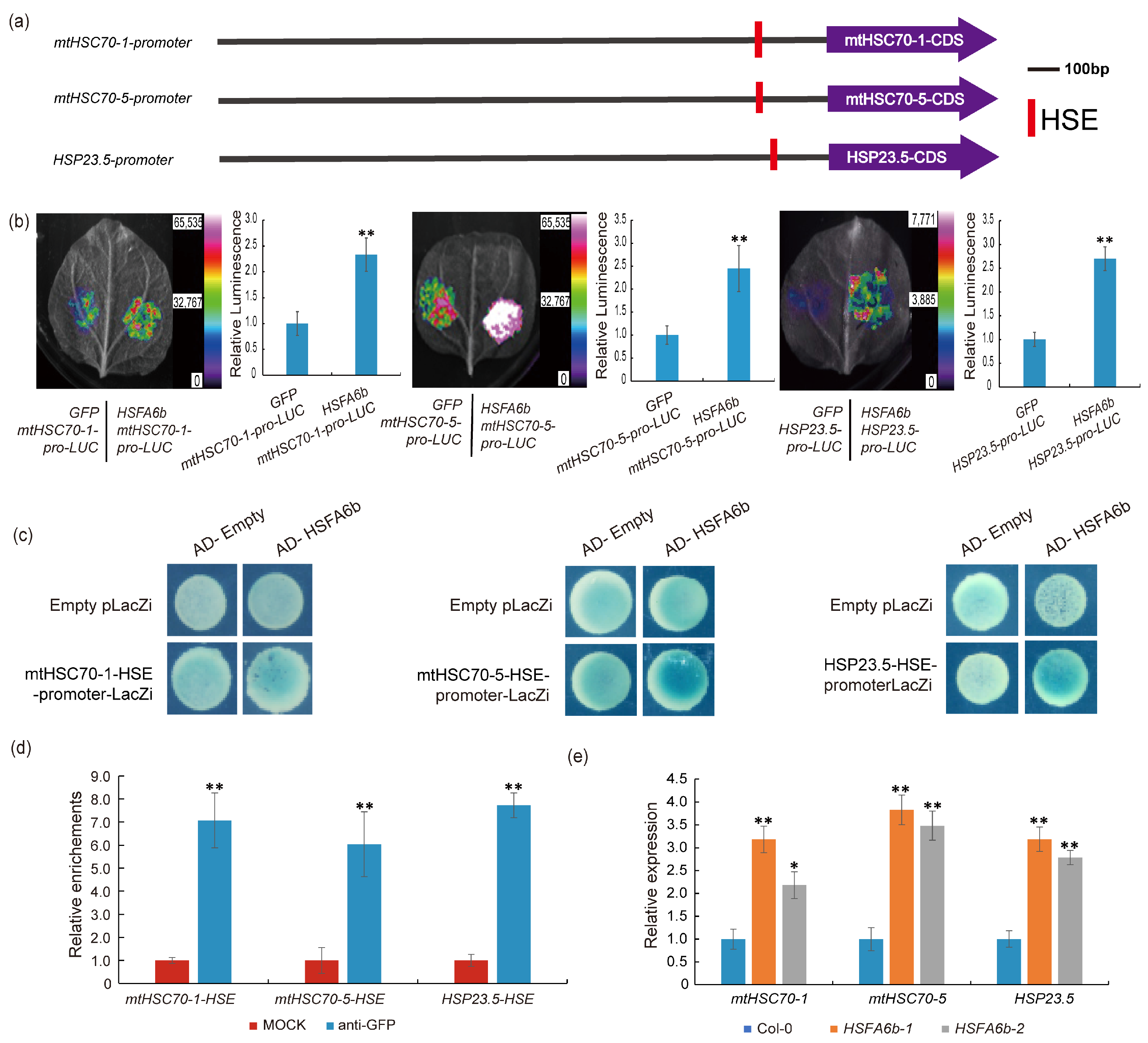 Plants 13 03116 g004