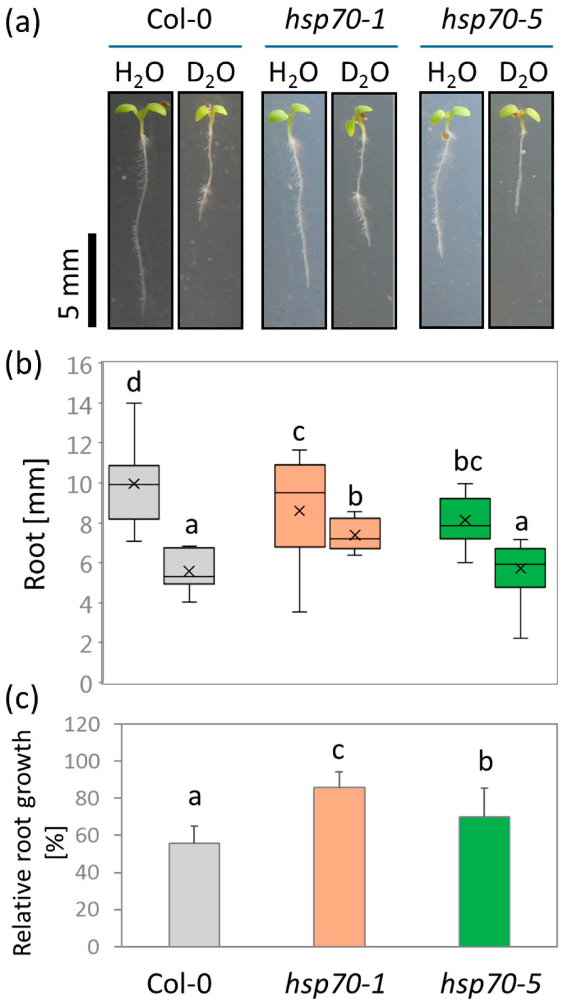 Plants 13 03121 g005