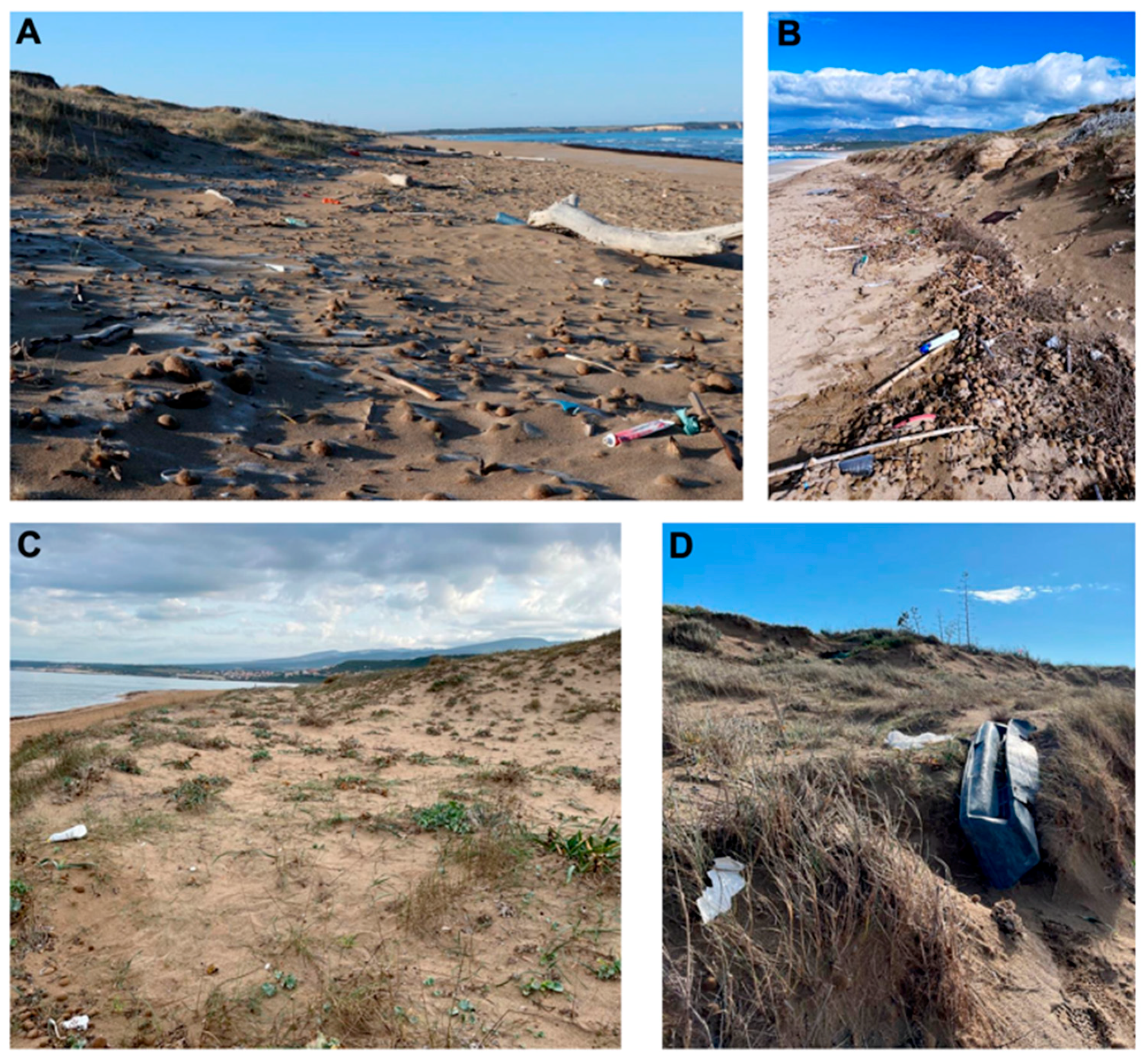 Plants 13 03125 g007