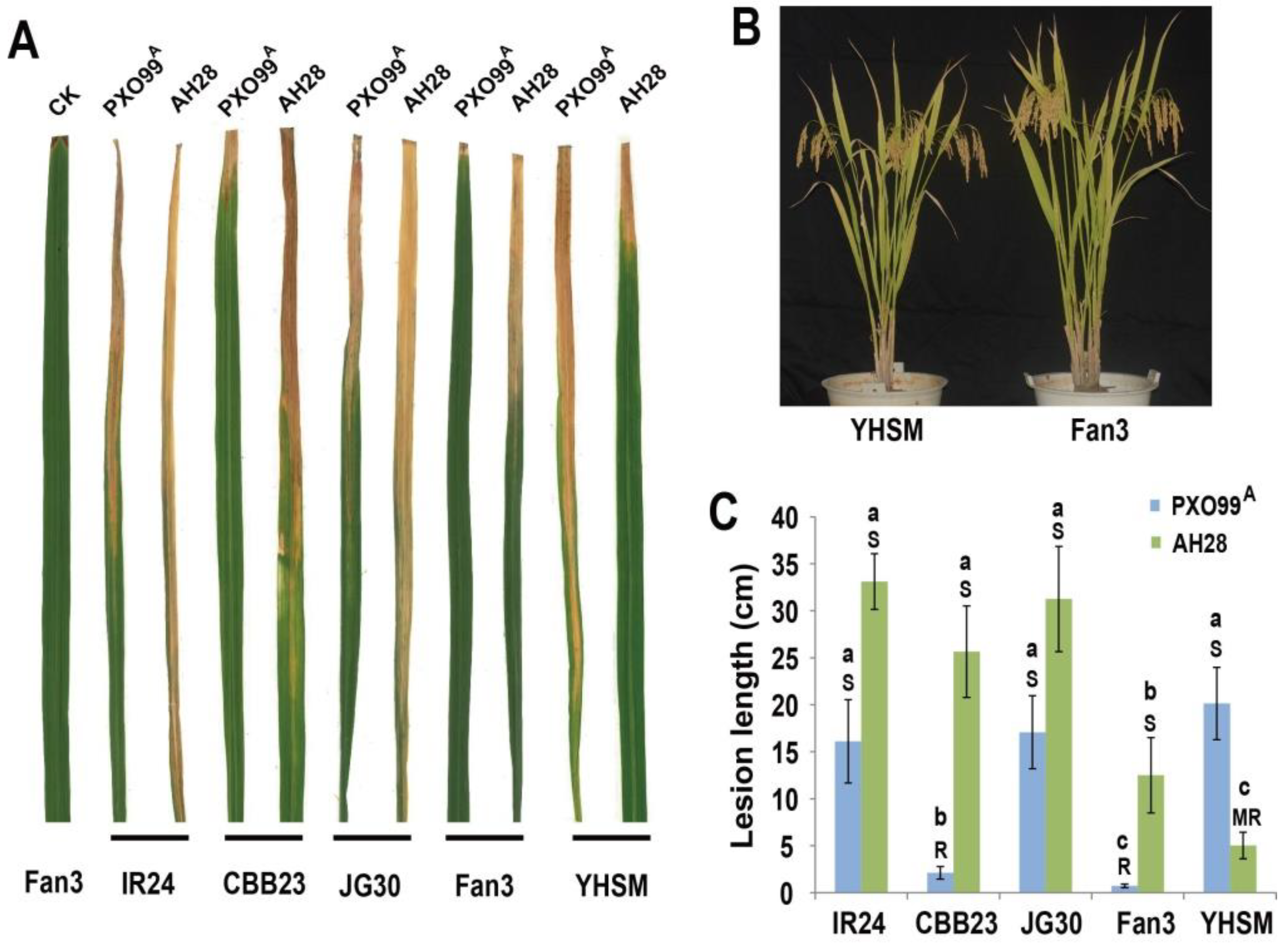 Plants 13 03129 g001