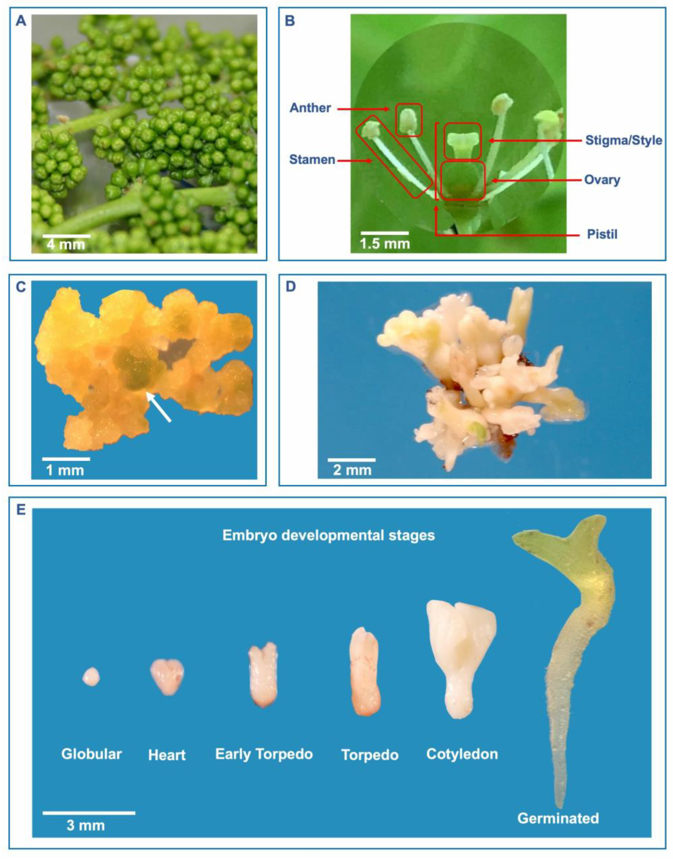 Plants 13 03131 g001